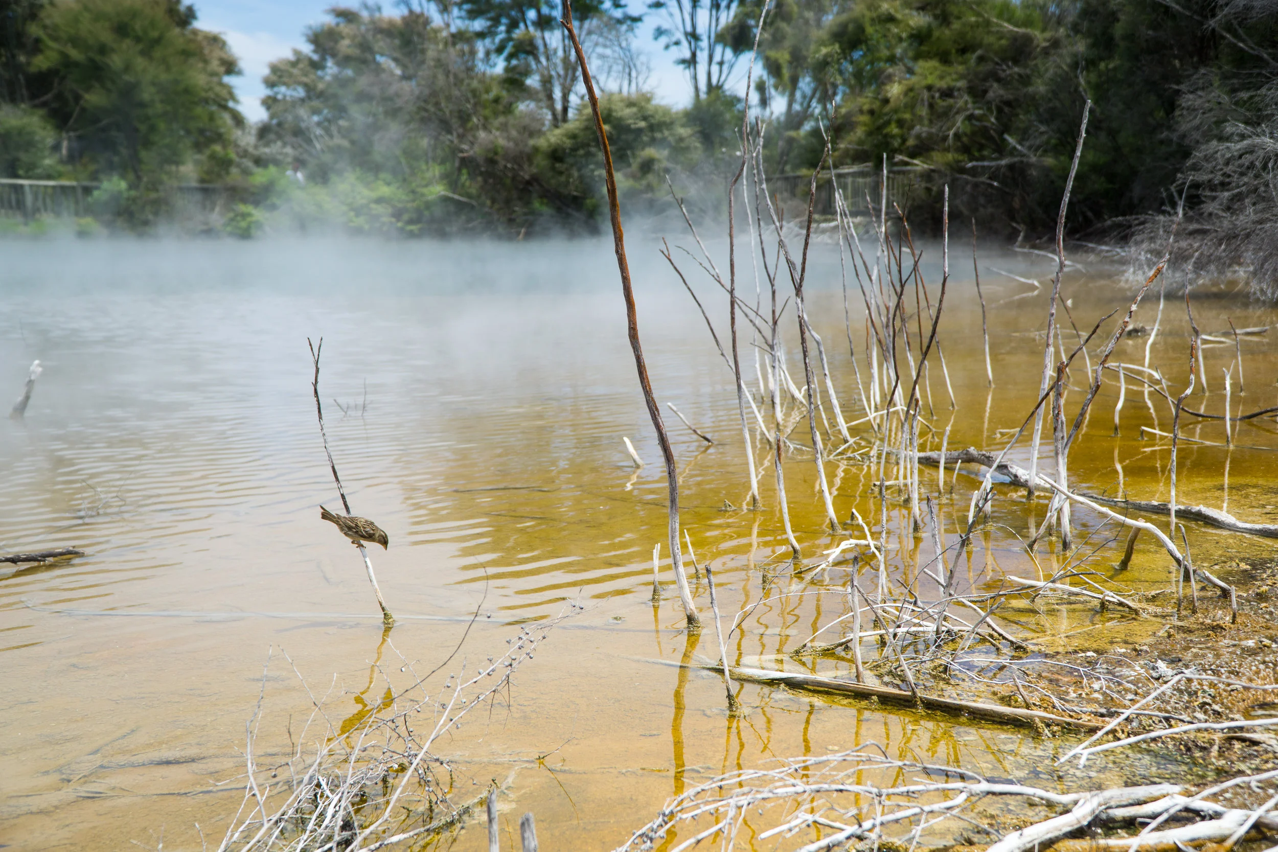 Rotorua