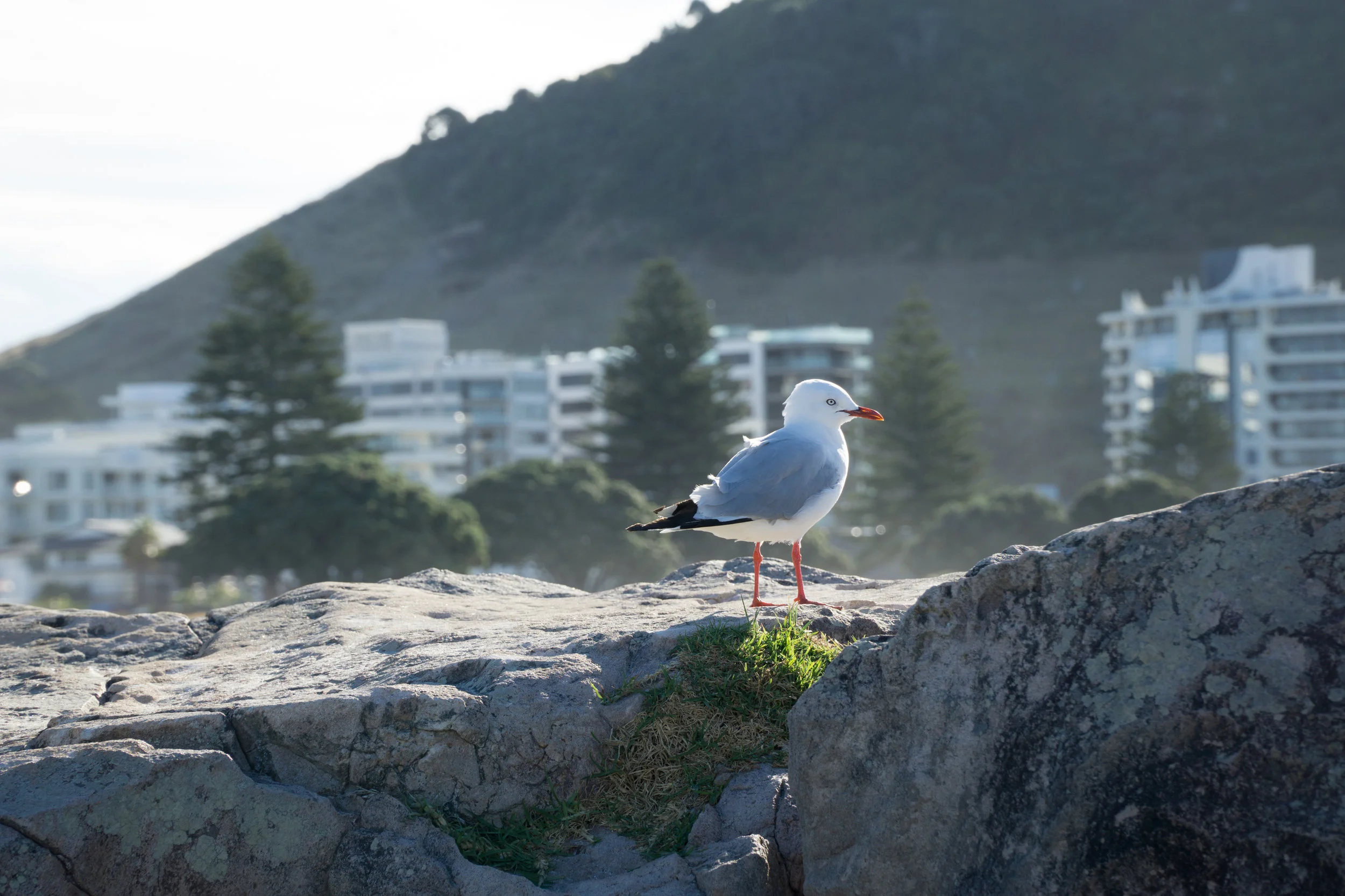 Mount Maunganui