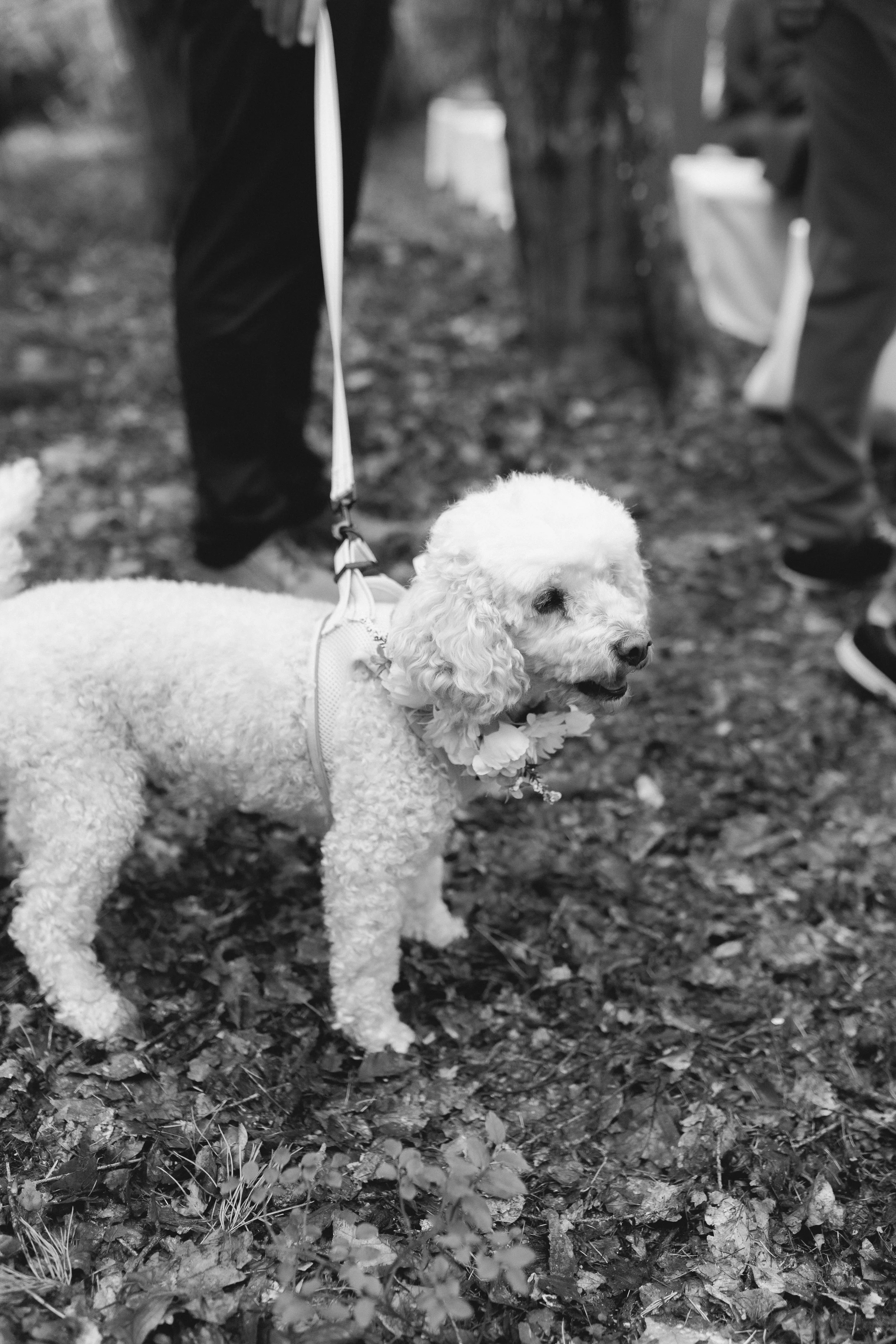 Ein kleiner weißer Hund mit Locken, der einen Blumenkranz um den Hals trägt, wird bei einem Treffen im Freien auf einem Feld mit Blättern und Zweigen fotografiert. Mehrere Menschen stehen im Hintergrund.