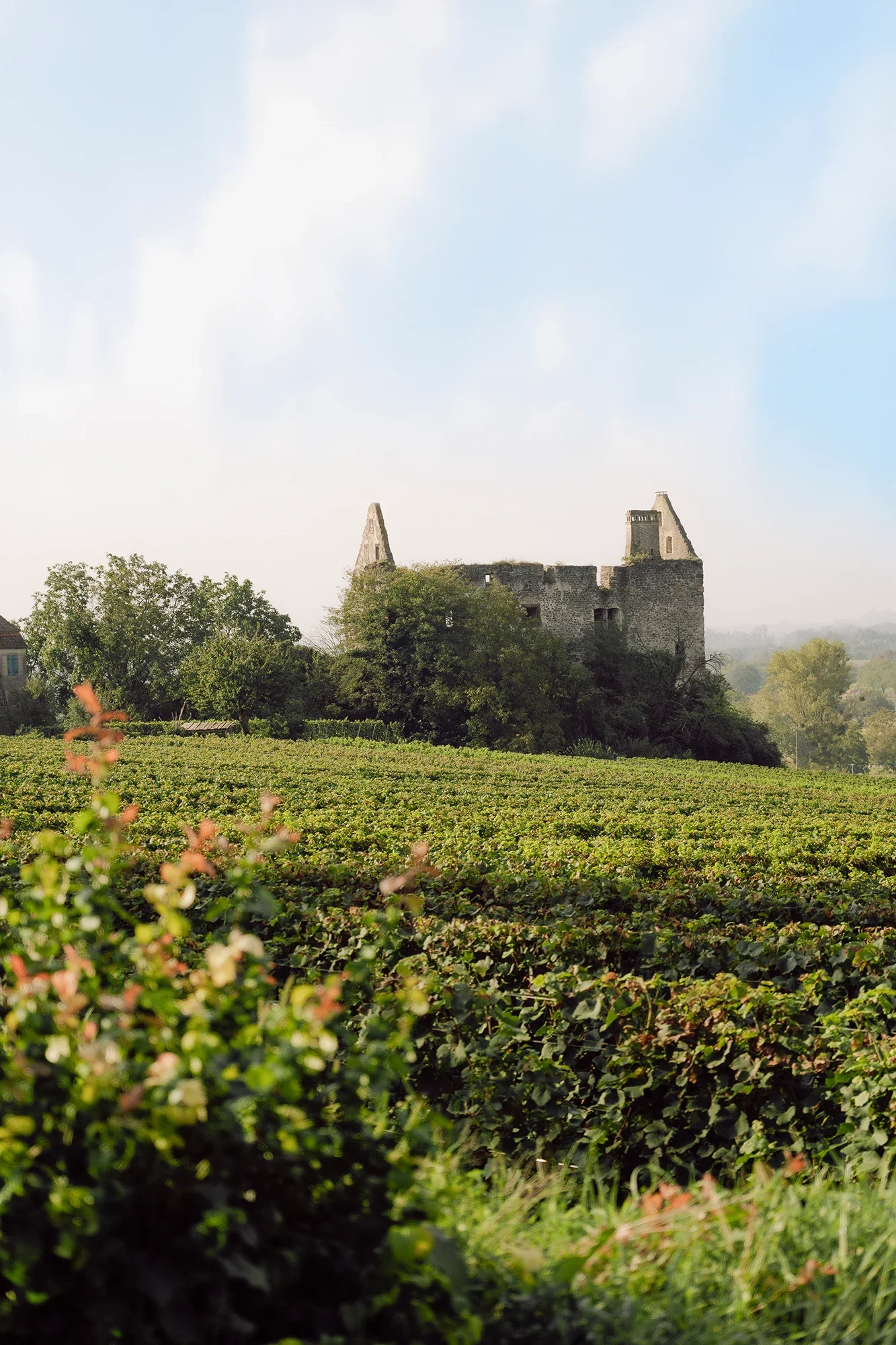 Burkheim Freiburg Wedding.webp