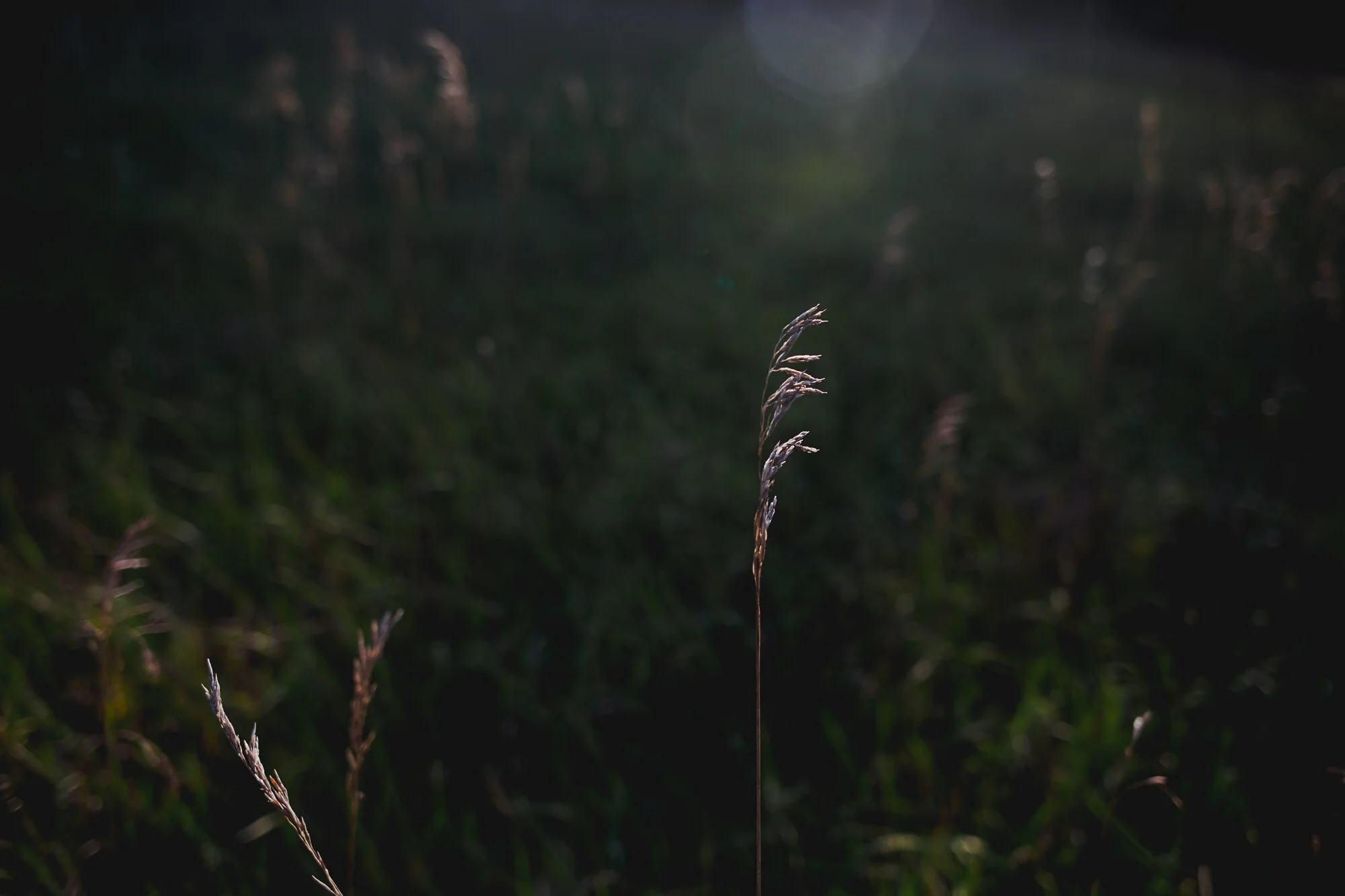 _62A6963-24.jpg