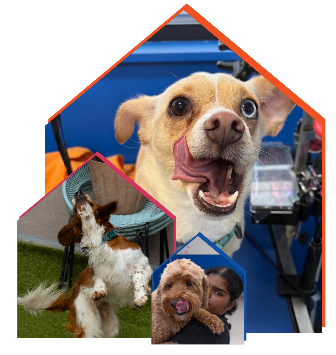 Doggittude Photos_8.png