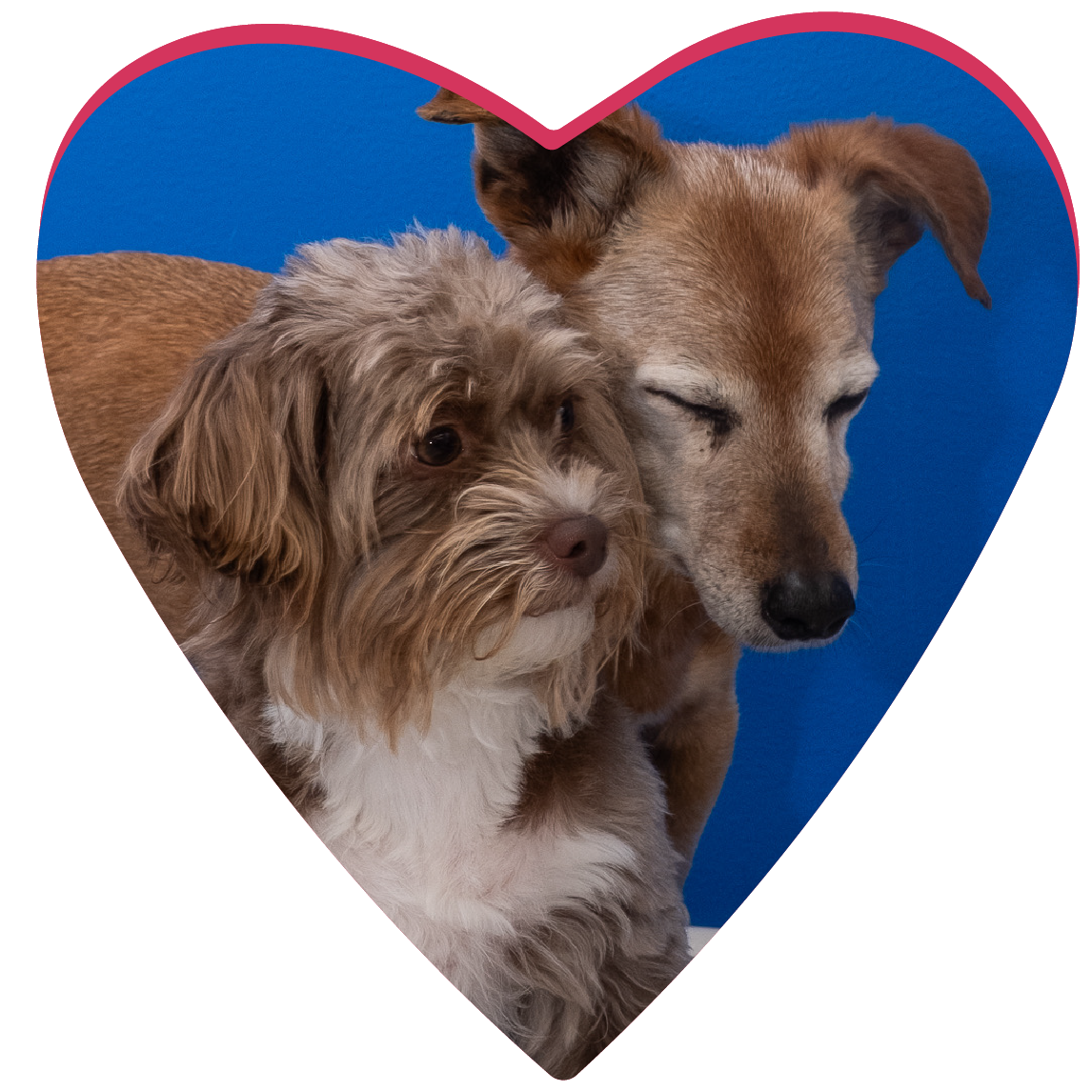 Doggittude Photos_1.png