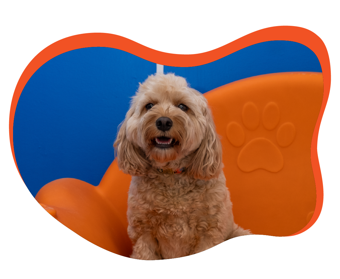 blob frame featuring Doggittude's indoor doggie daycare space with sun graphic overlaid