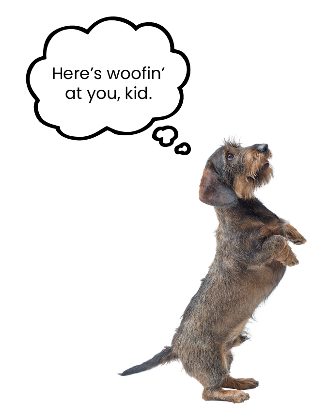 A cute puppy standing on its hind legs with paws raised, looking up expectantly.
