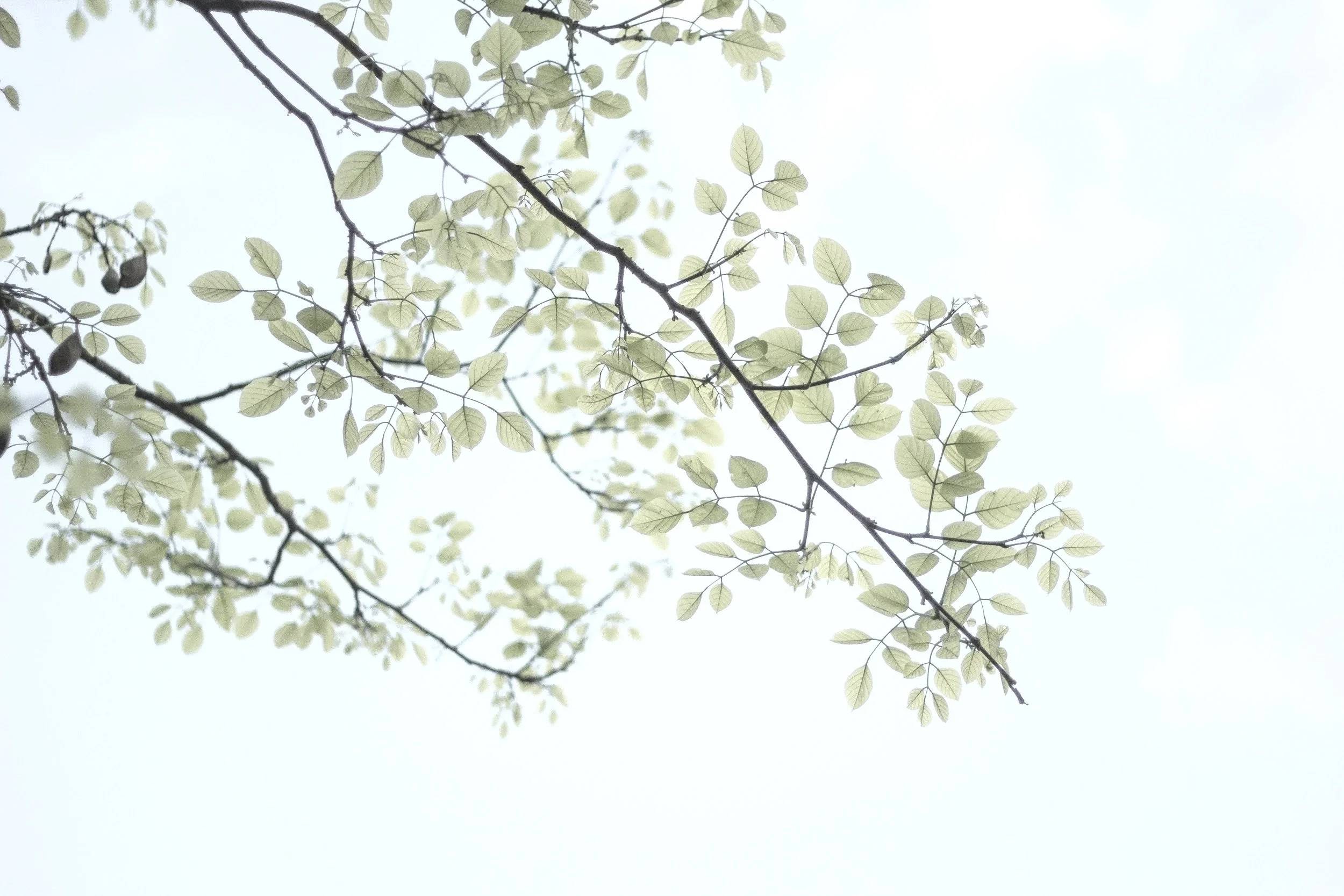 SML #202 - out of disillusionment