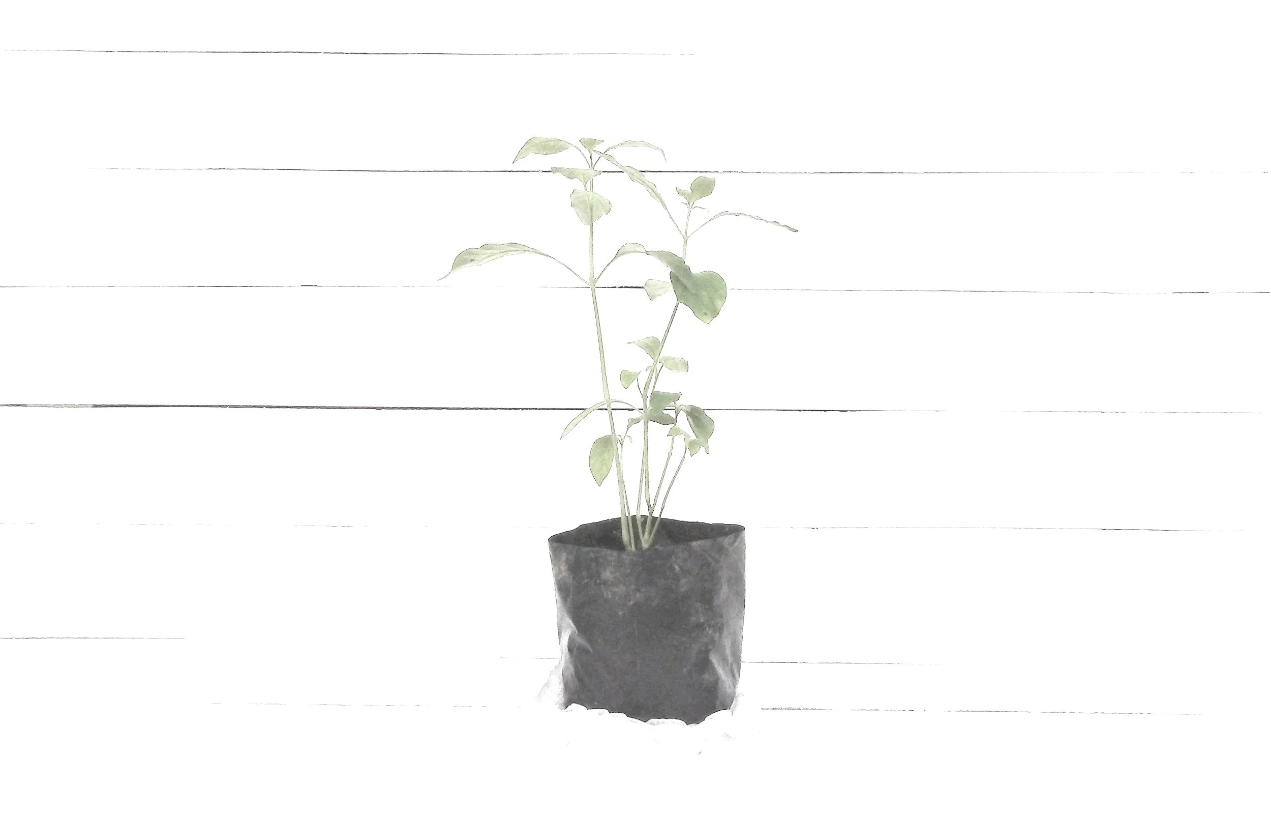 SML #191 - still there