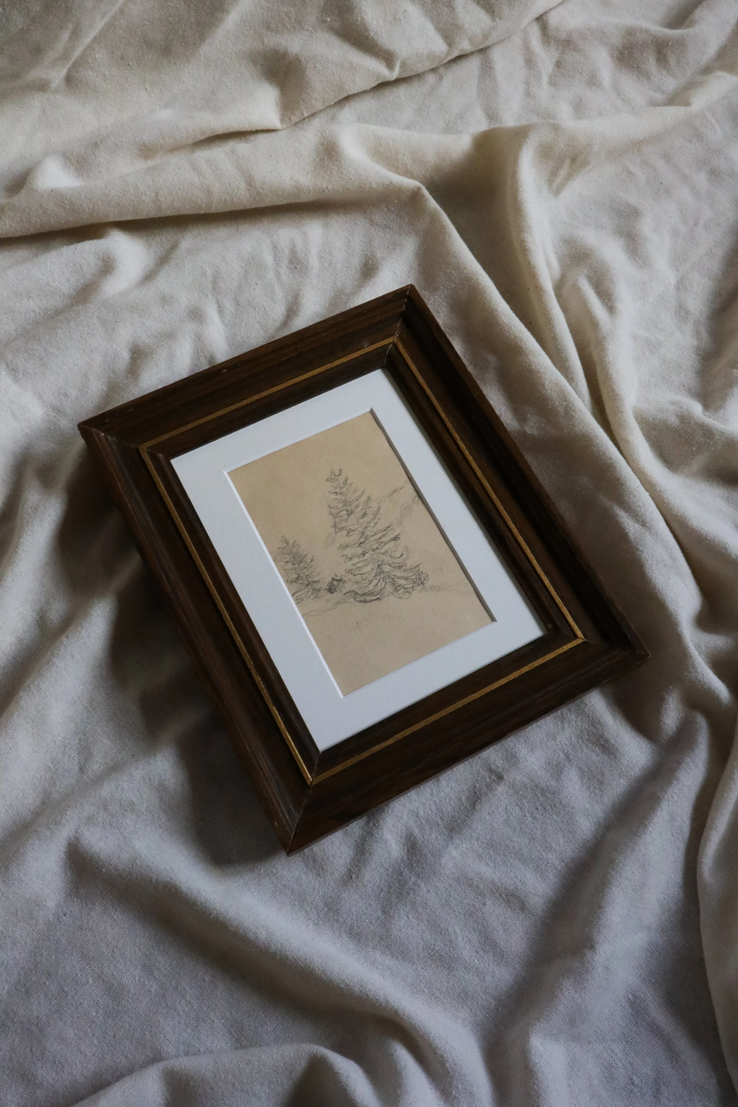 german pine tree drawing-4.jpg