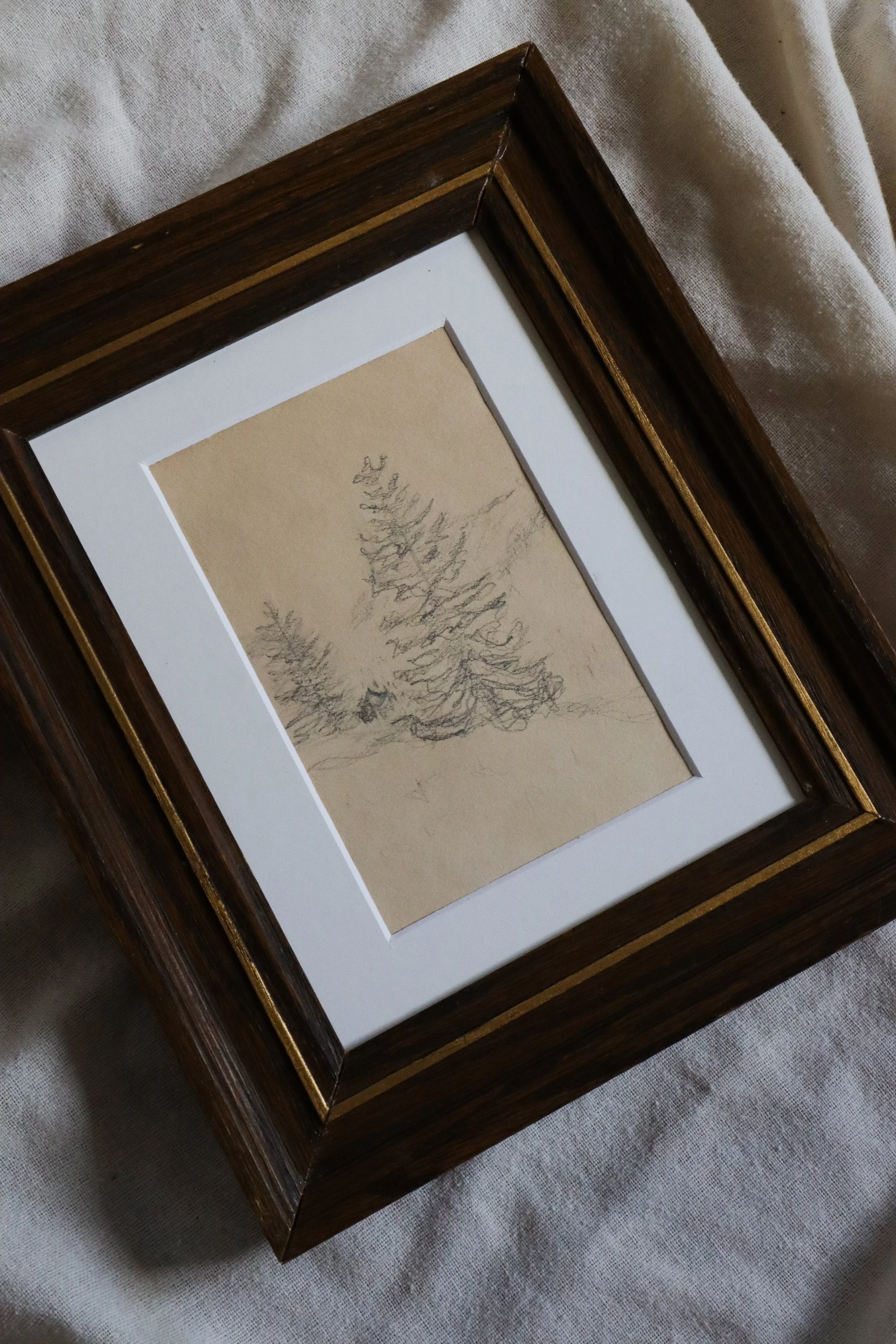 german pine tree drawing-3.jpg