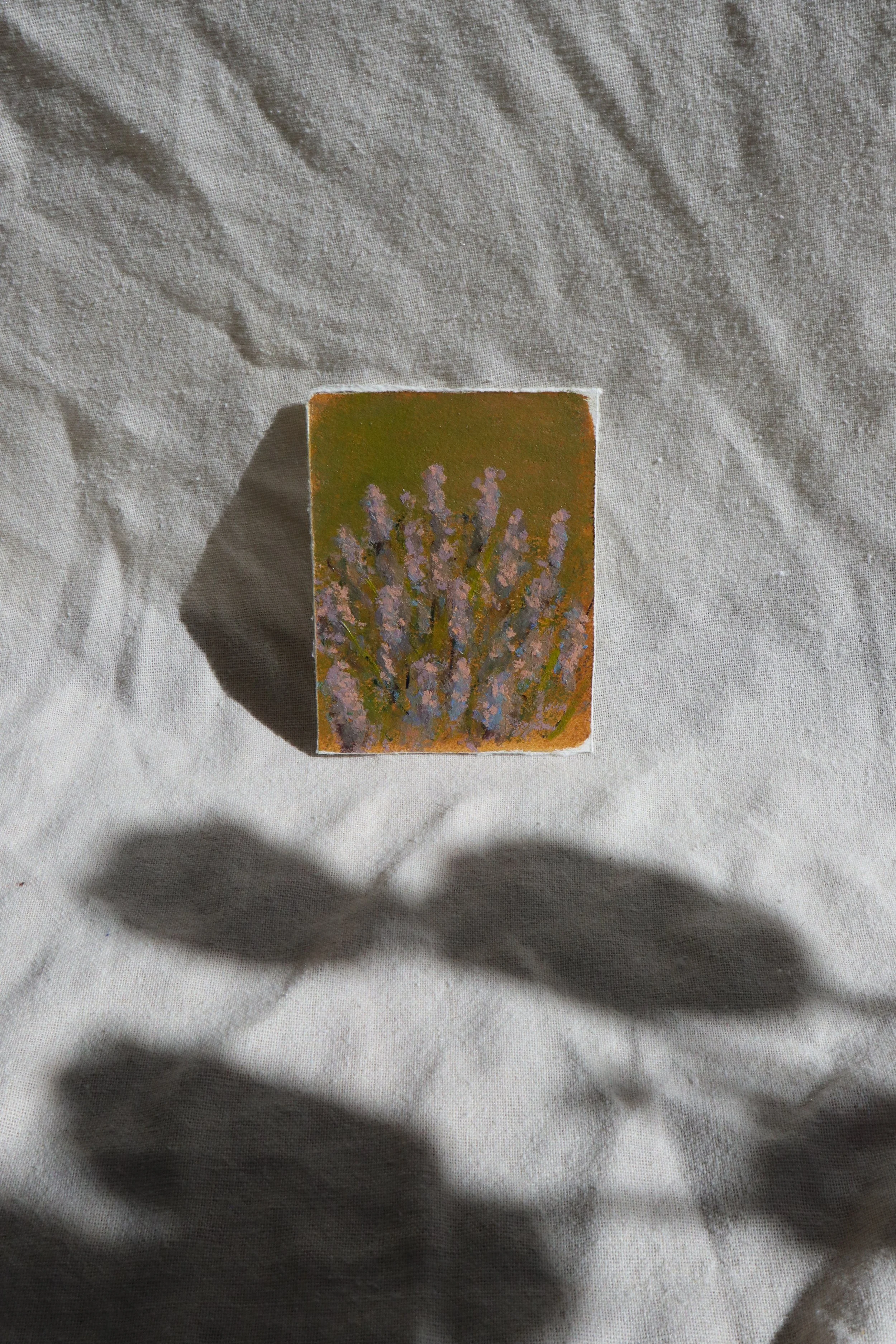 Provence Lavender