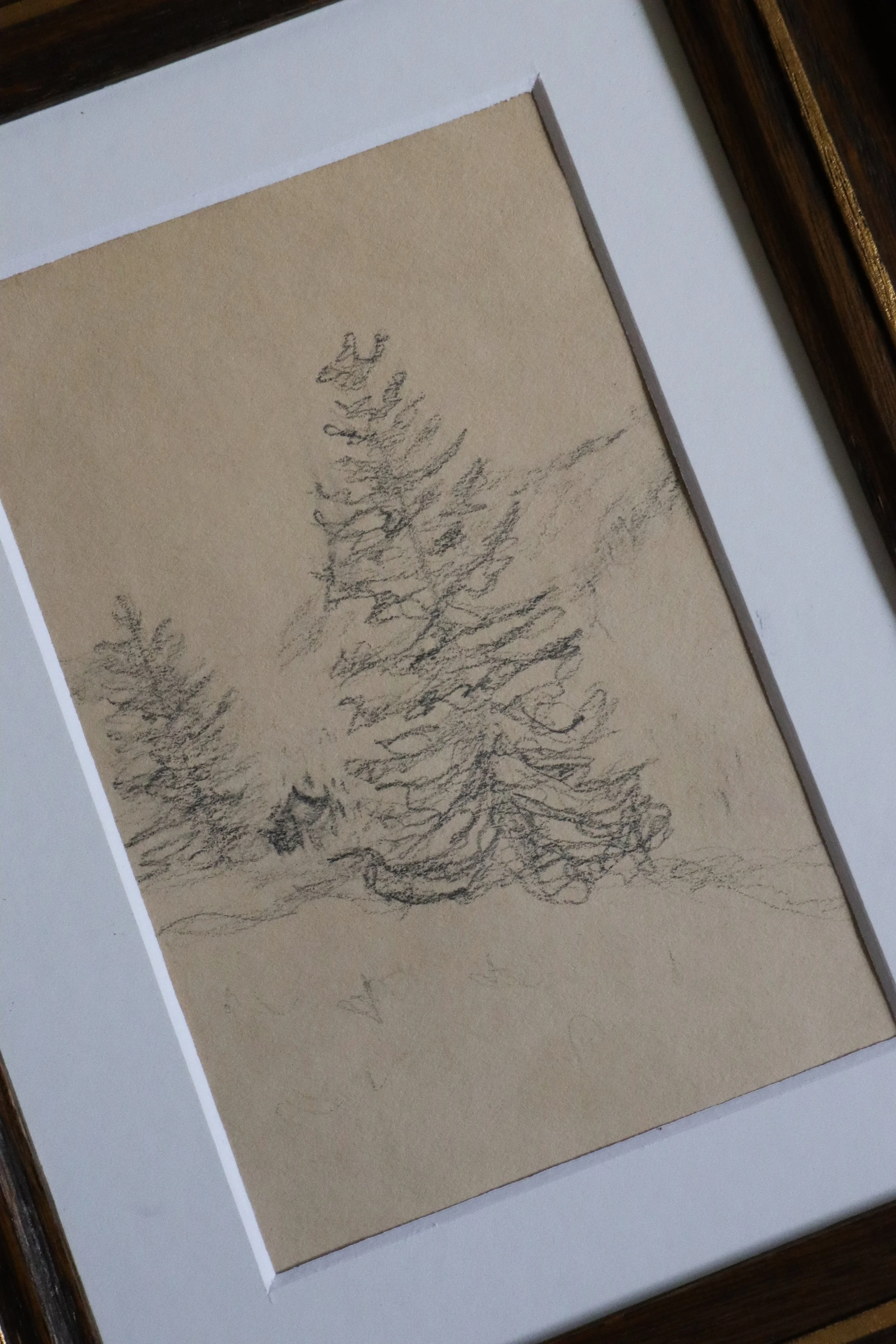 german pine tree drawing-1.jpg
