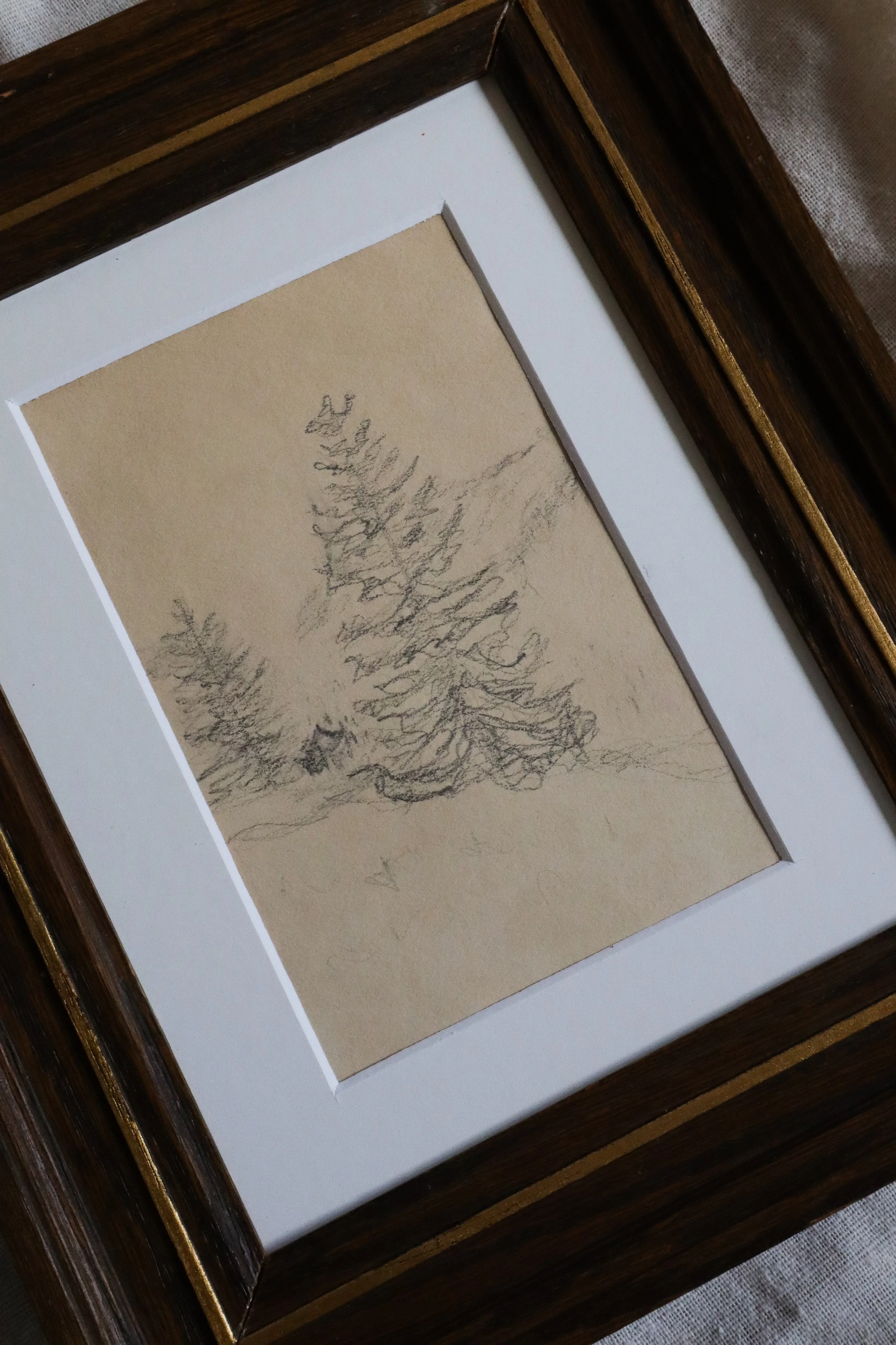 german pine tree drawing-2.jpg