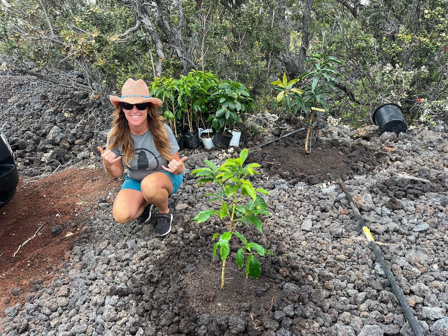 First coffee plants in! You can follow my farm journey @allrockfarmhawaii 

Gotta admit this is a fun part of my coffee hobby. I started obsessively learning about coffee a few years ago when I needed something to occupy my mind during a rough patch 