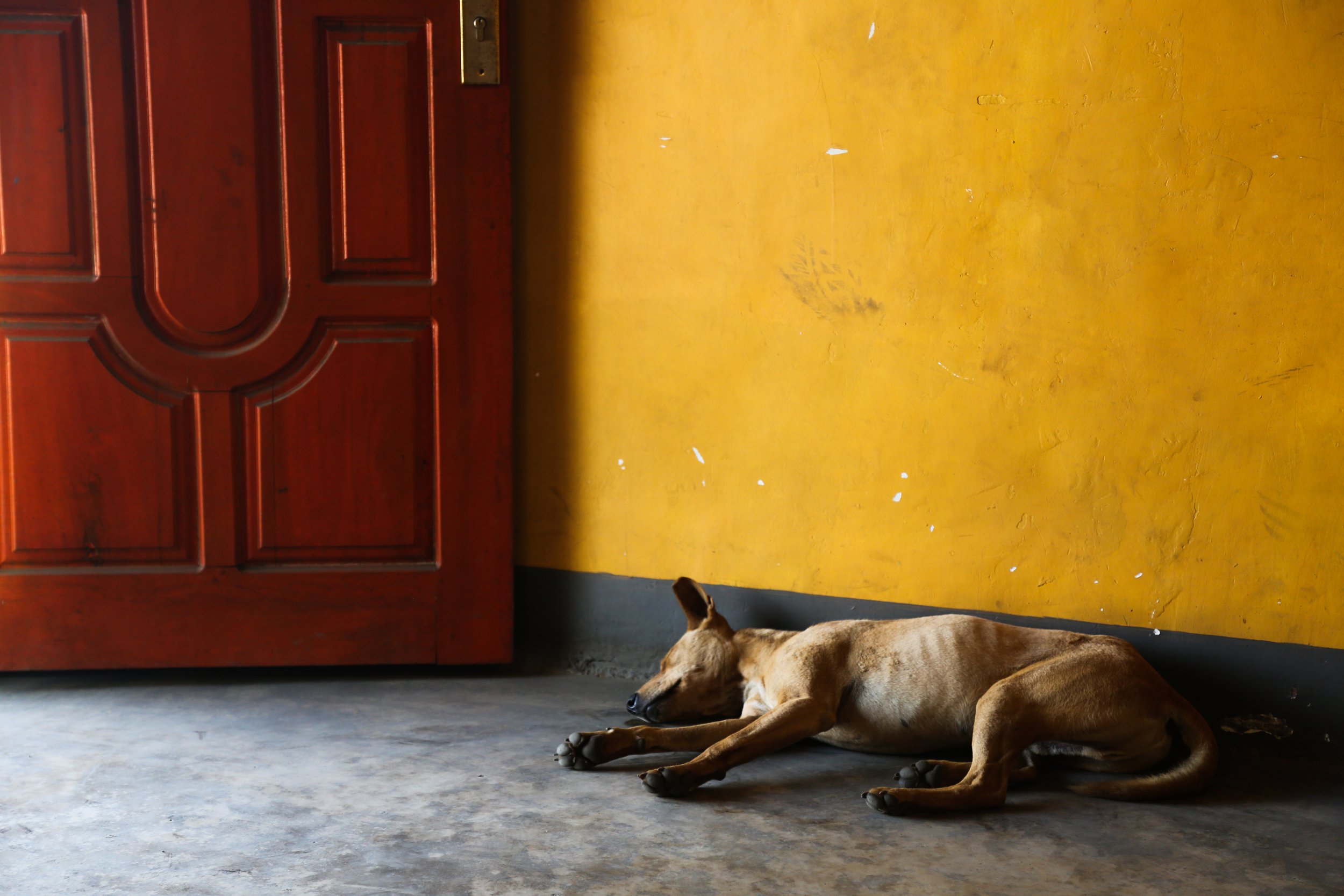 A dog naps in Langa, Flores.