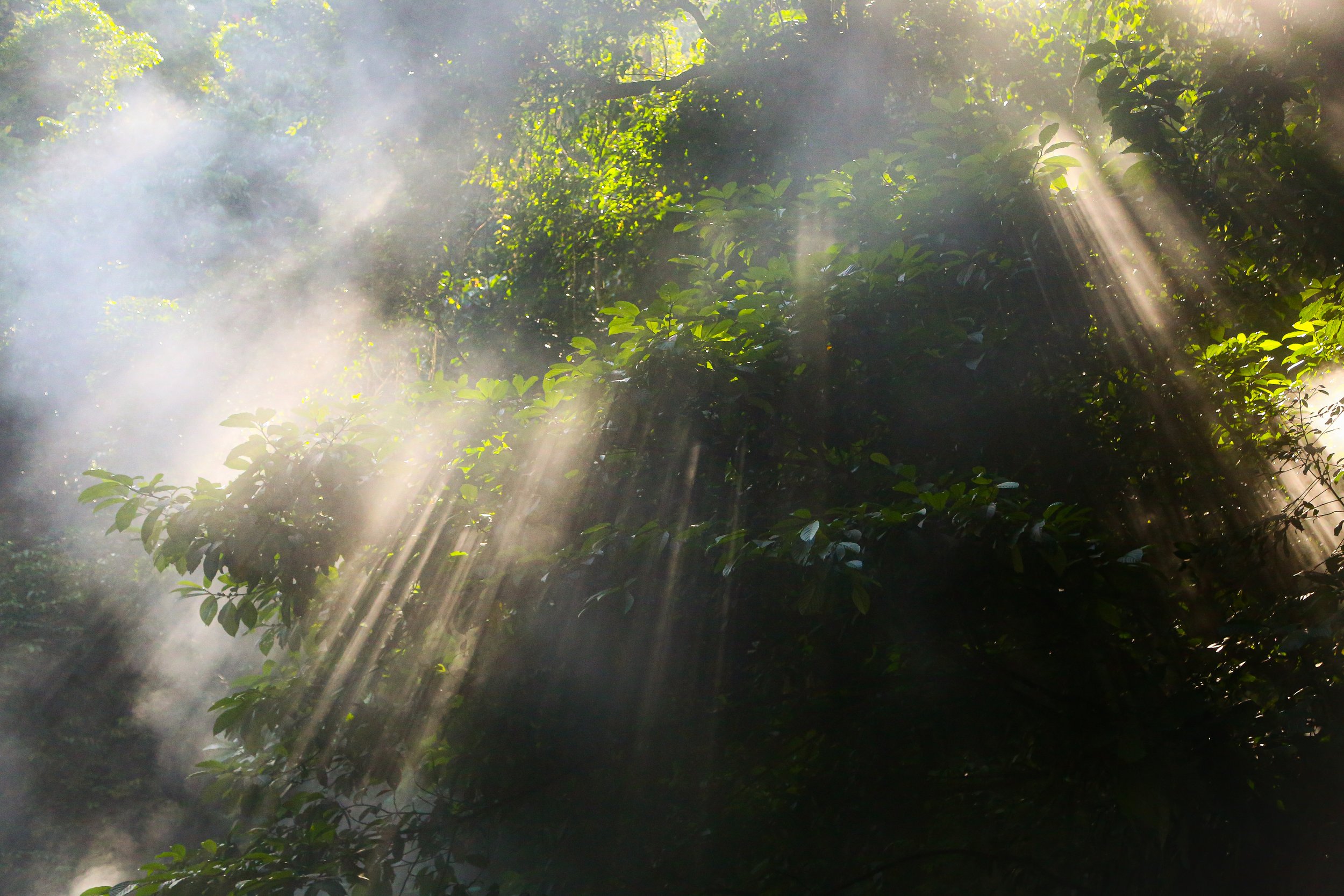 The steam from a hot spring illuminated by the suns rays in the jungle nearby the village of Ketambe, Sumatra.