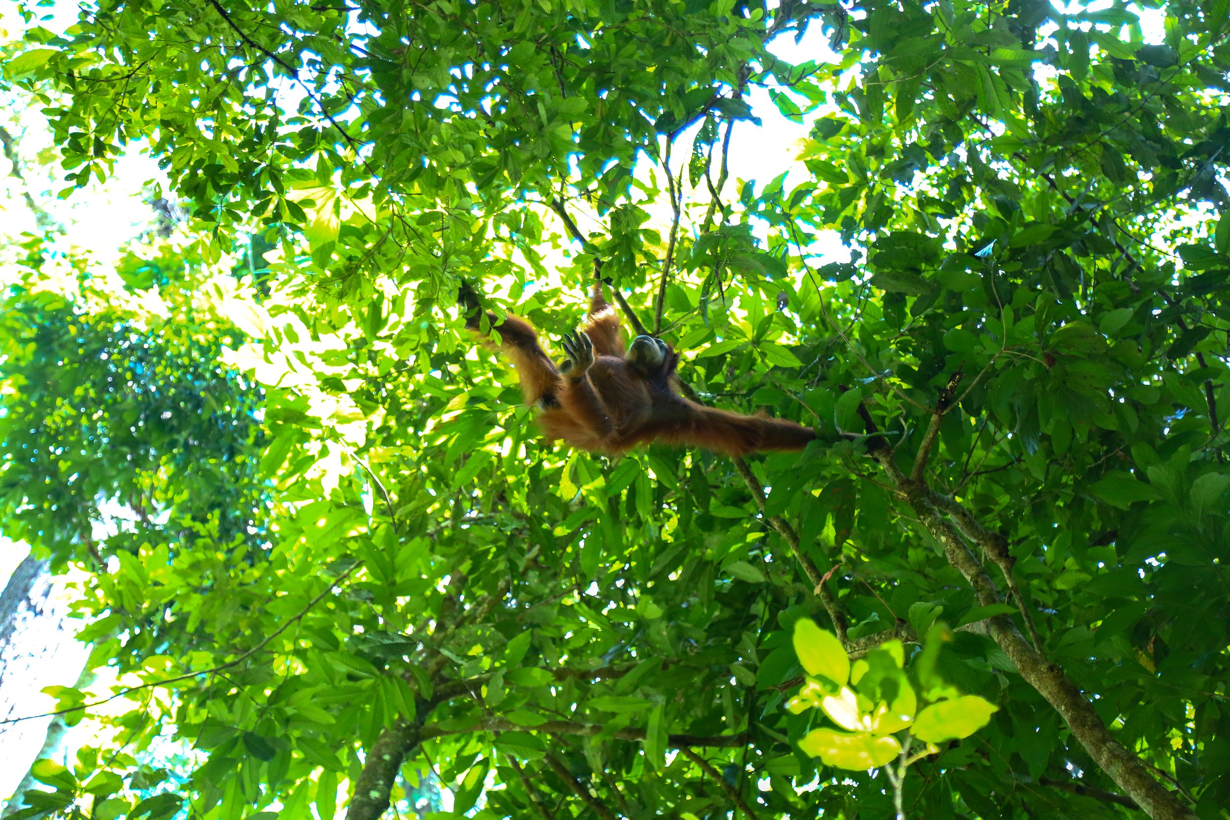 An orangutan traipsing through the trees of Gunung Leuser National Park, Sumatra.