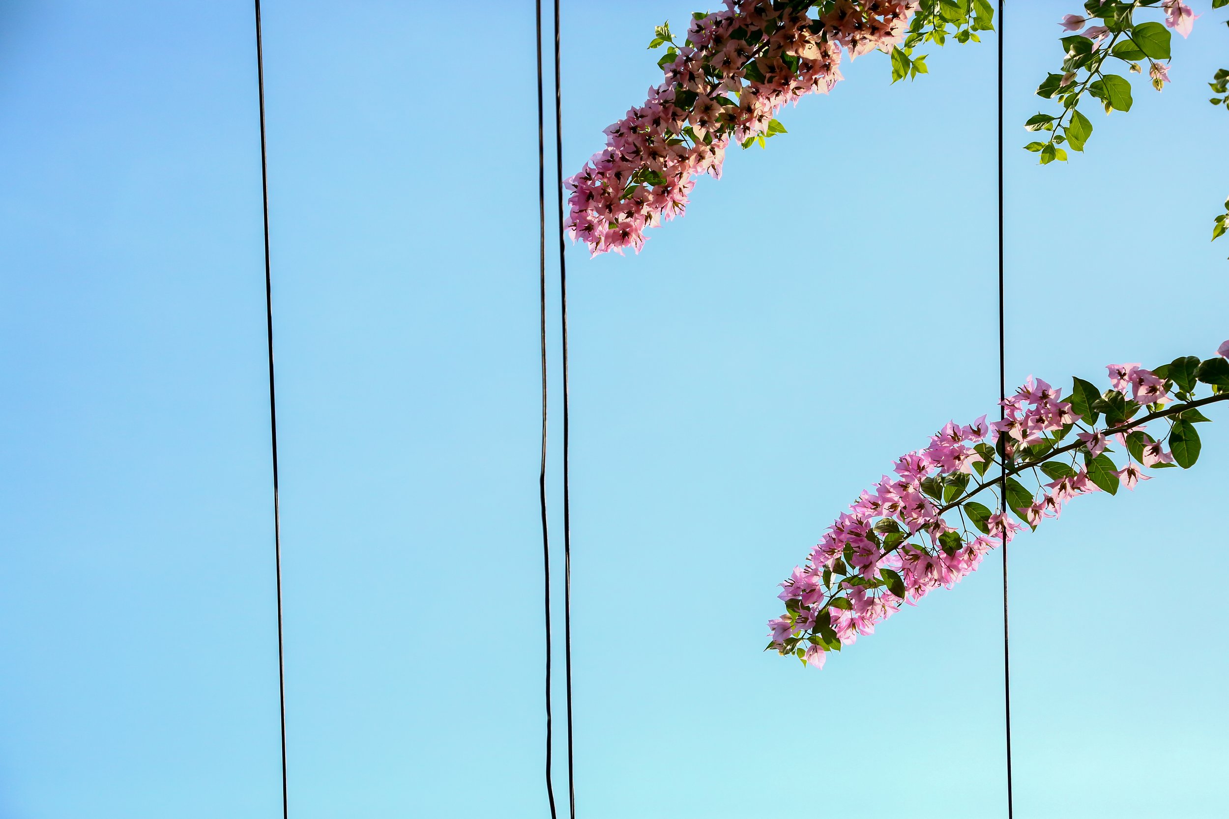 Flowers against the power lines of Yogyakarta, Java.