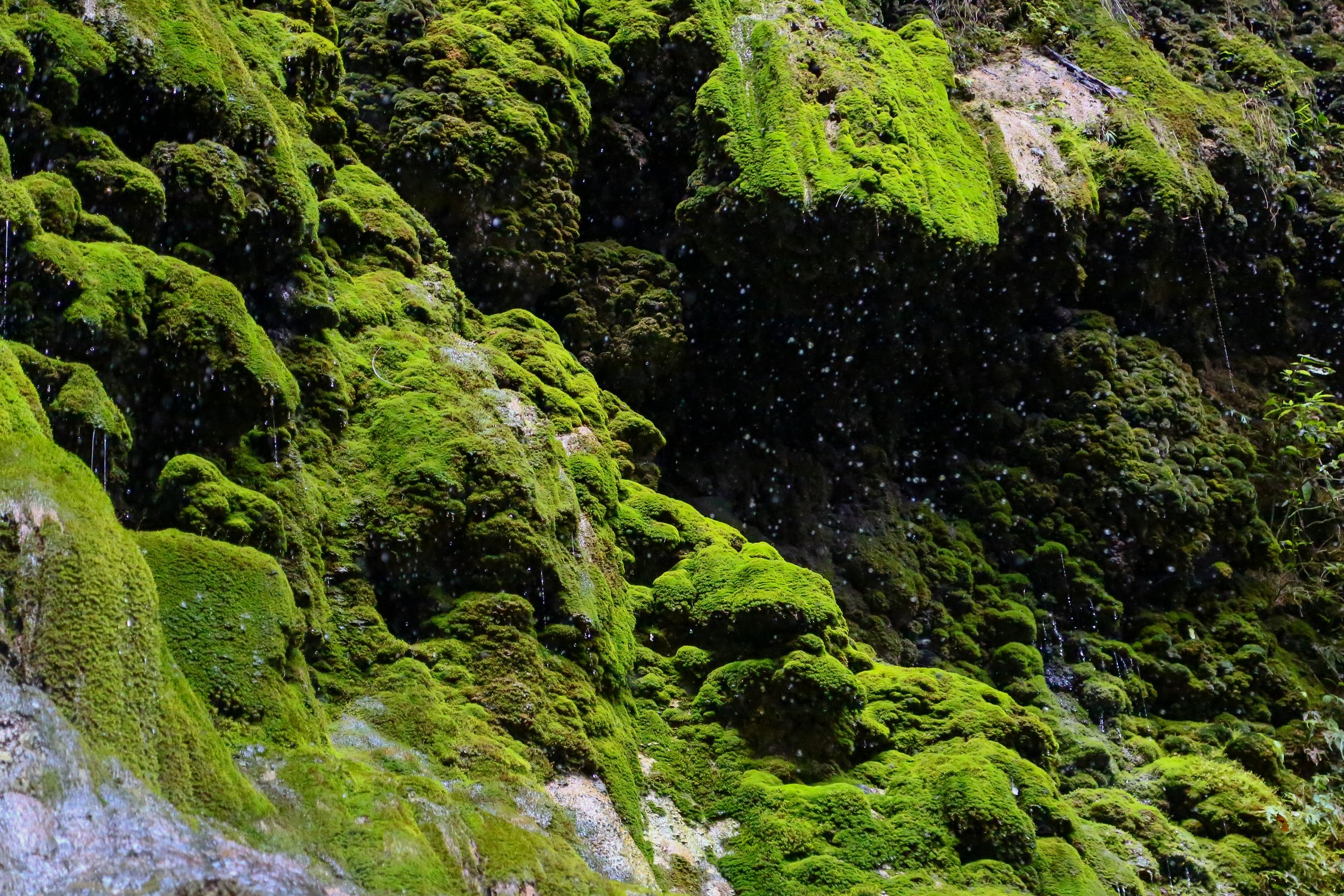 The edges of a waterfall, Gunung Leuser National Park, Sumatra.