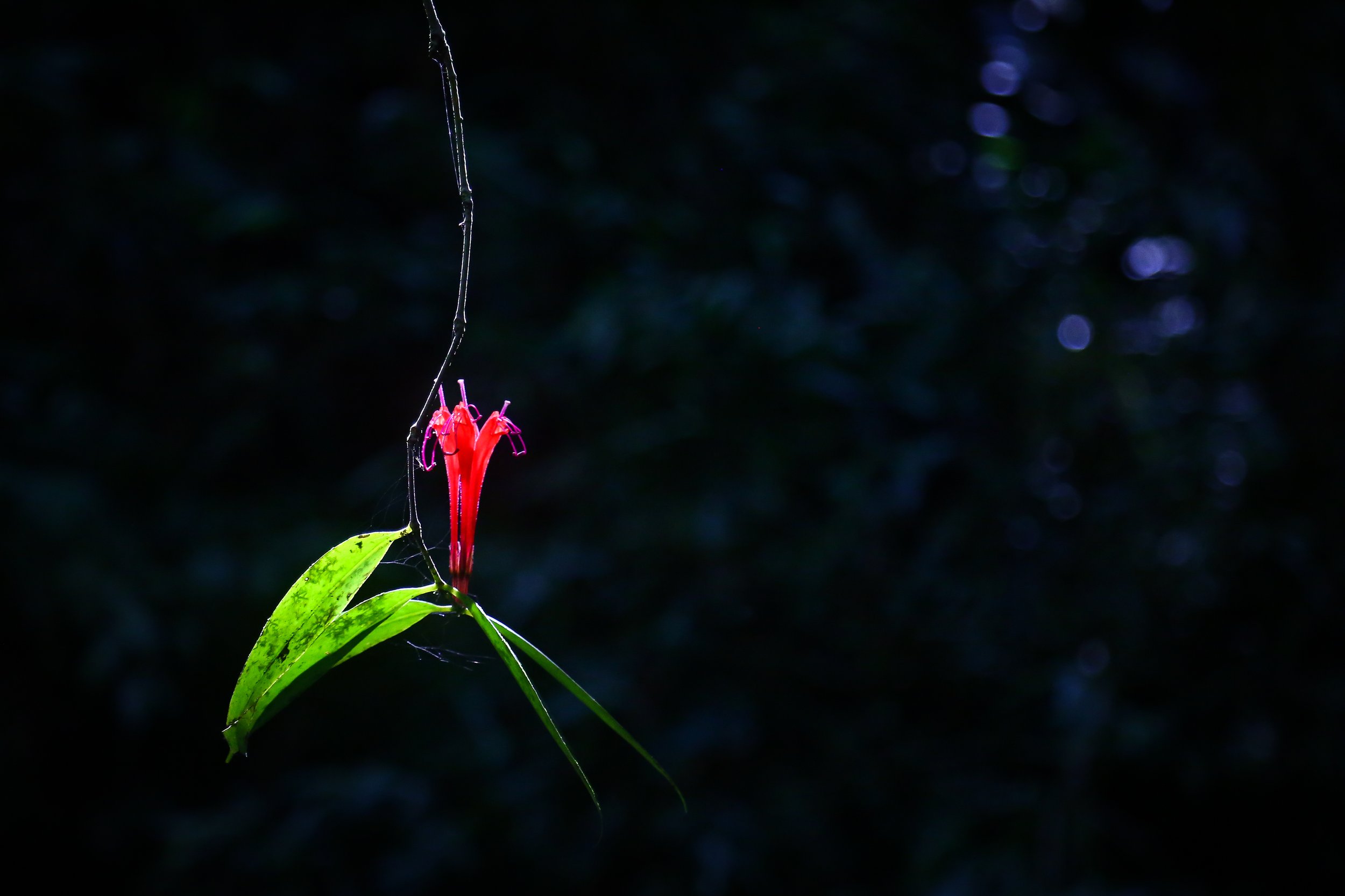 The sun shining through the canopy to hit a flower perfectly, Gunung Leuser National Park, Sumatra.