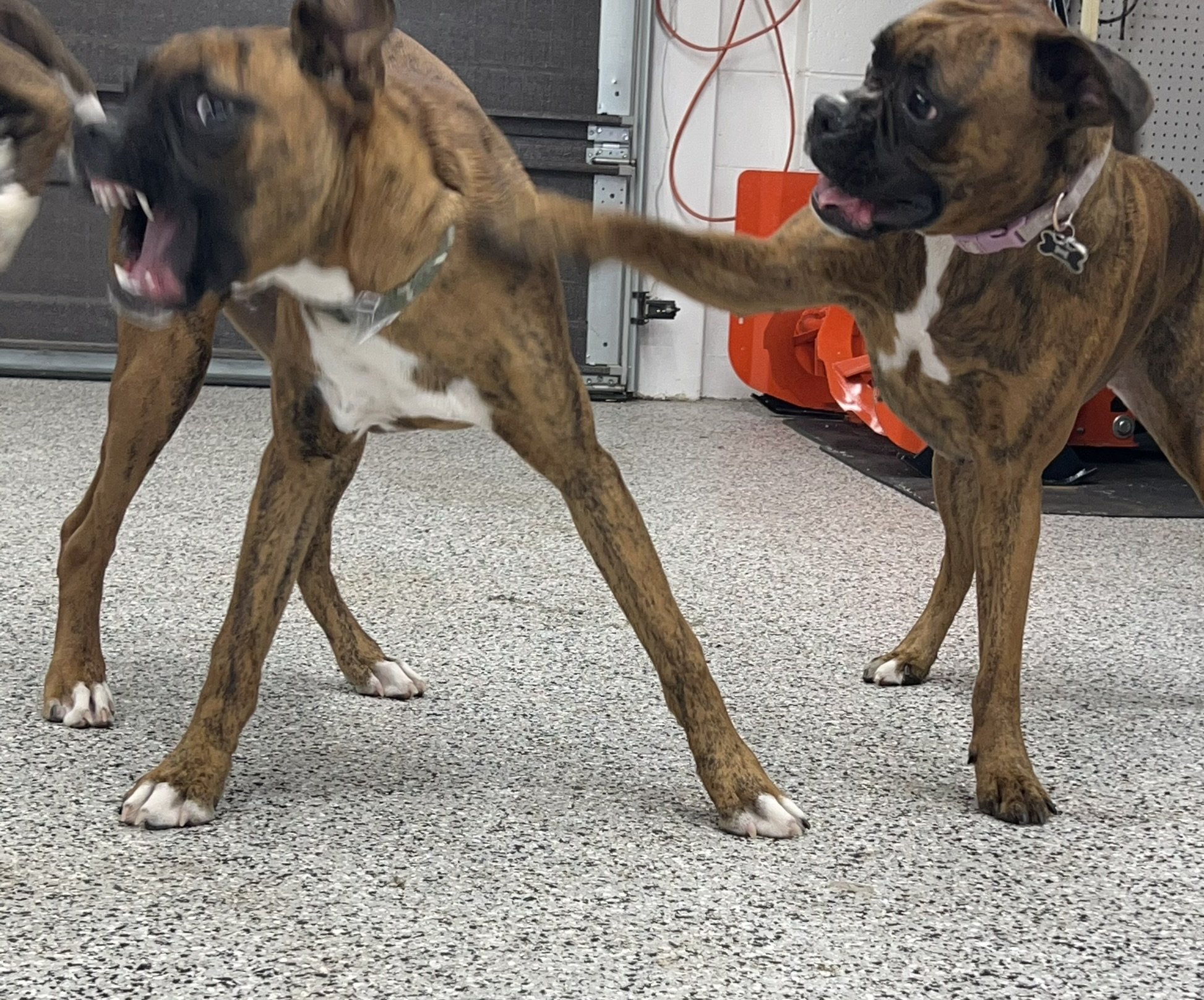 Two brindle-colored boxers indoors on a gray carpeted floor.