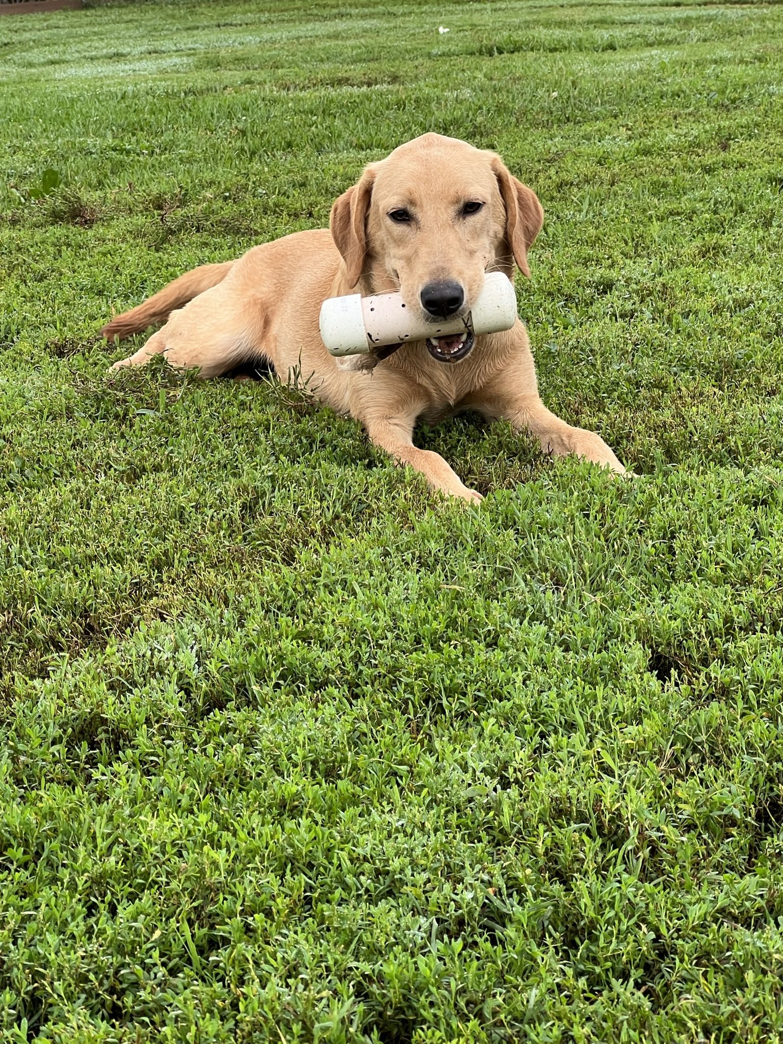 A tan Labrador retriever dog lying on green grass, holding a white bone-shaped chew toy in its mouth.