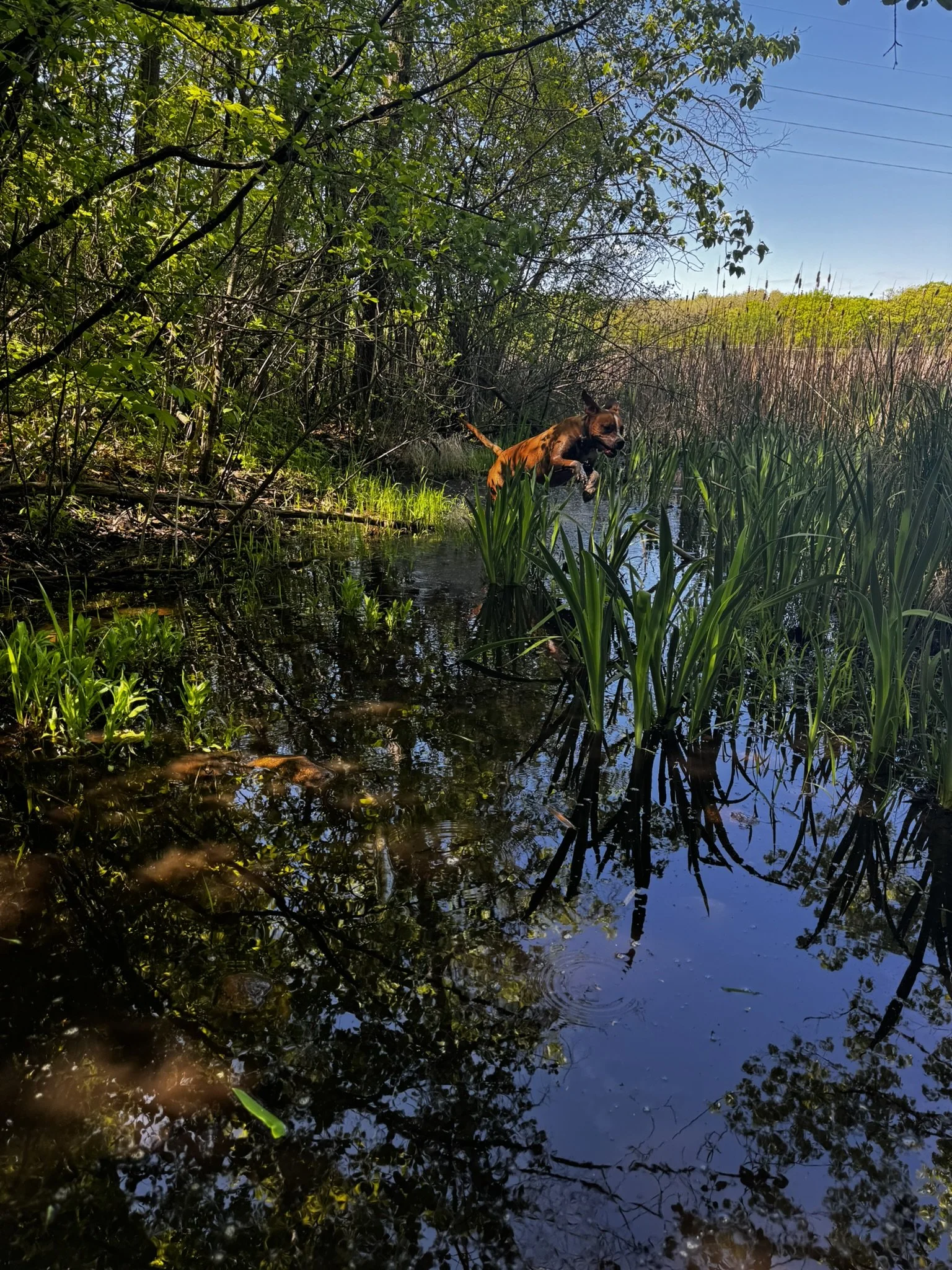A dog jumping into a shallow creek in a lush, green, wooded area with tall grass and clear blue sky.