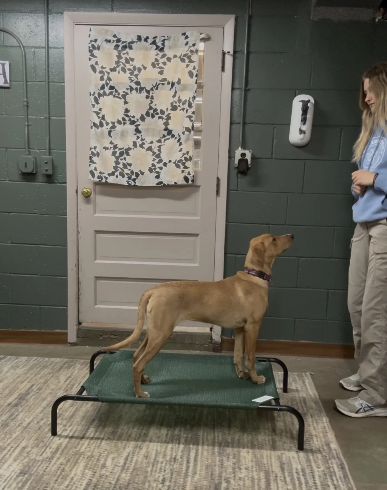 A dog standing on a small elevated platform indoors, with a woman standing nearby. The dog is looking up at the woman, who is wearing a light blue hoodie and beige pants, inside a room with green painted brick walls and a white door with a patterned 