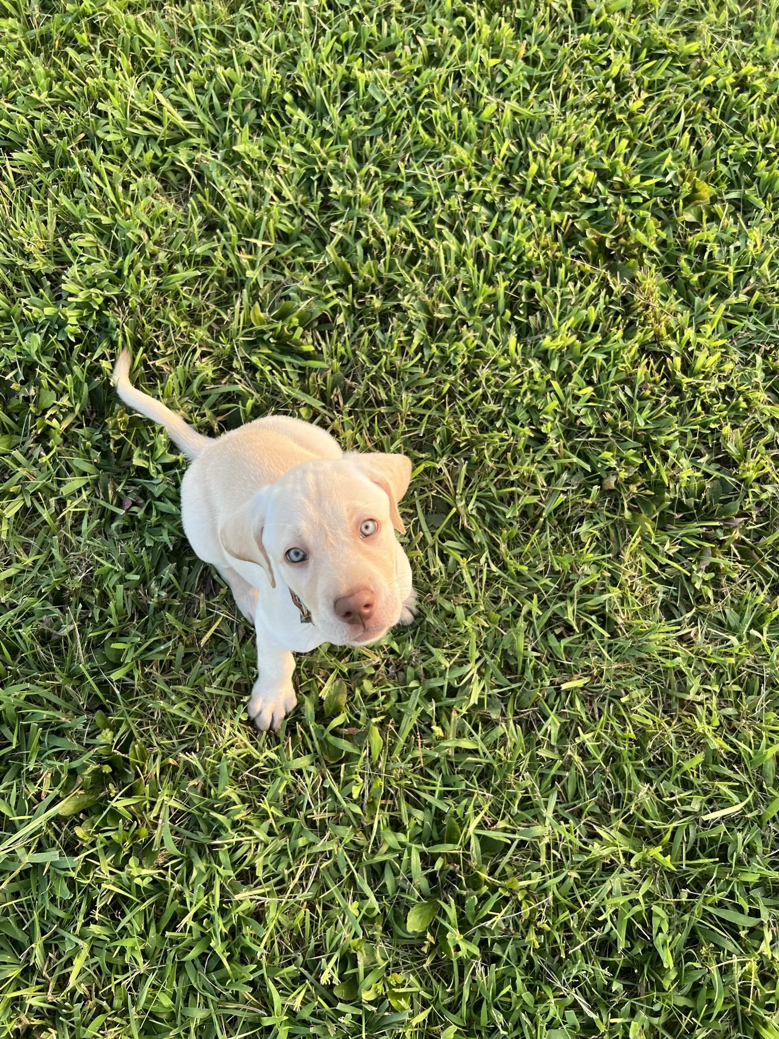 A light-colored puppy with blue eyes sitting on a lush green grassy field, looking up at the camera.