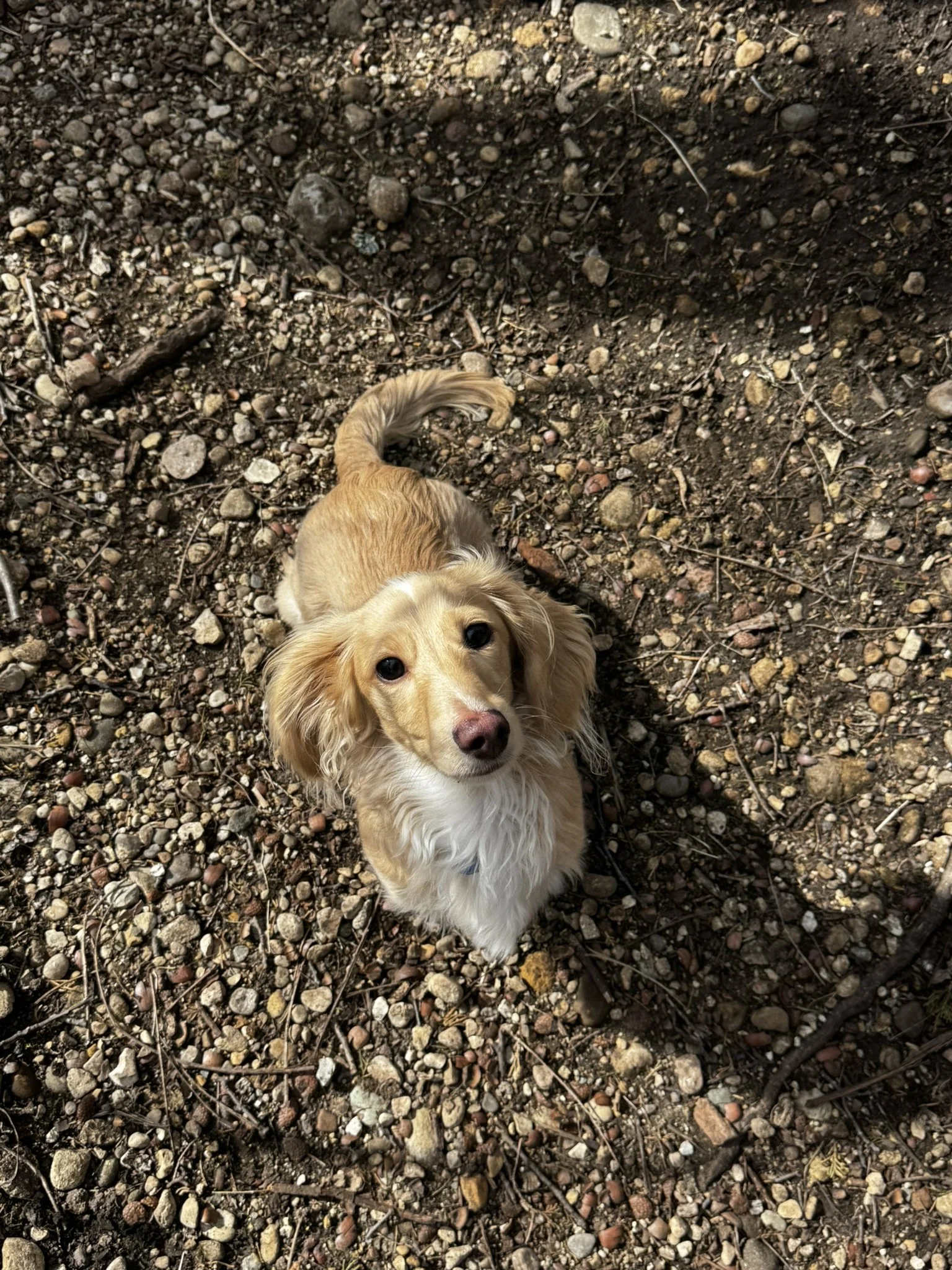 A small, long-haired, light-colored dog looking up on a gravel ground.