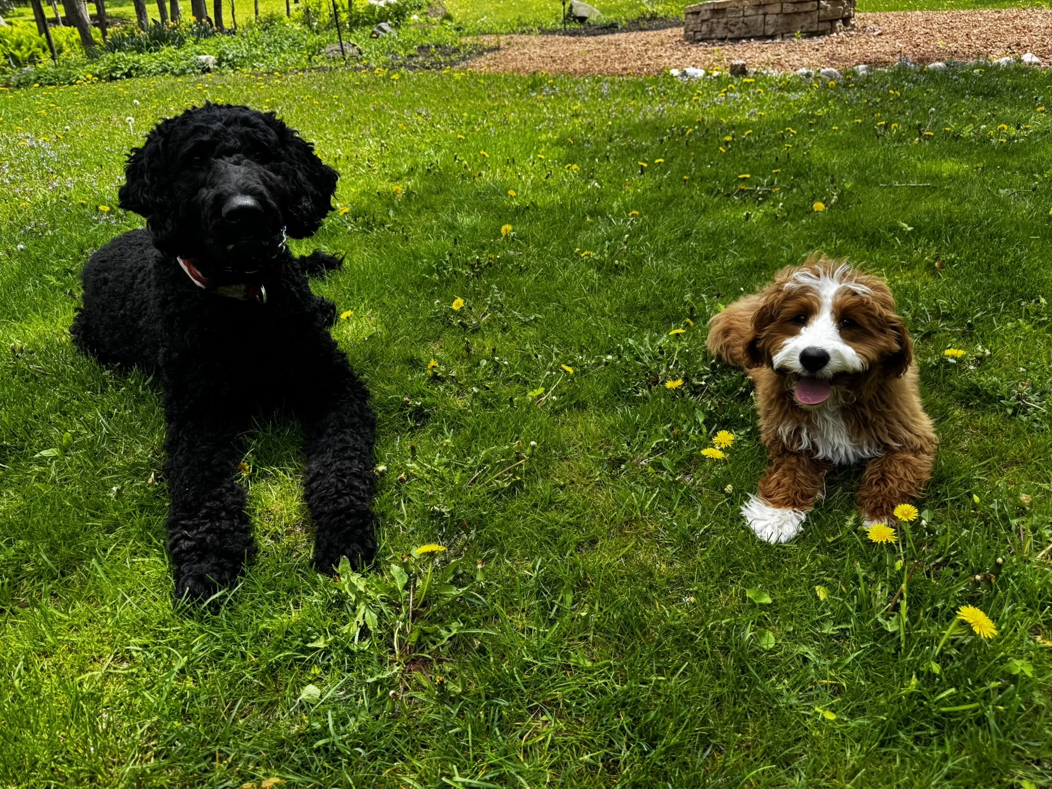 Two puppies, one black and curly-haired and one brown and white, sitting on a grassy lawn with small yellow flowers, with a garden and stone edging in the background.
