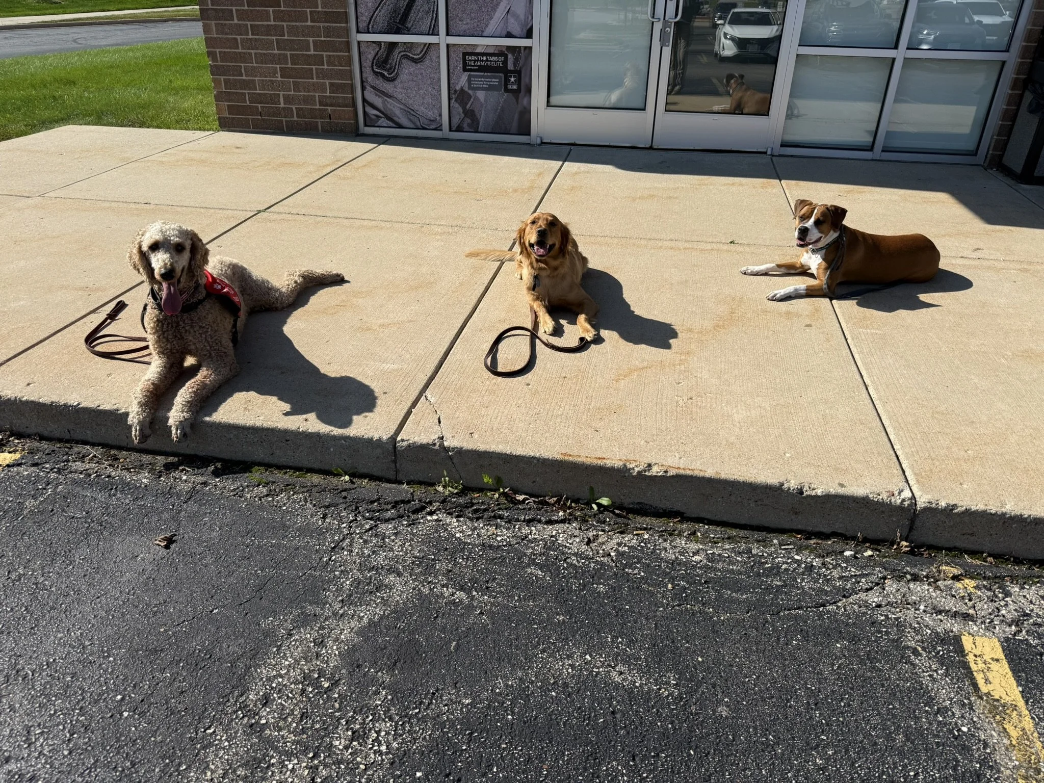 Three dogs sitting and lying on a sidewalk outside of a building, with glass doors and a dog in the background sitting by the door.