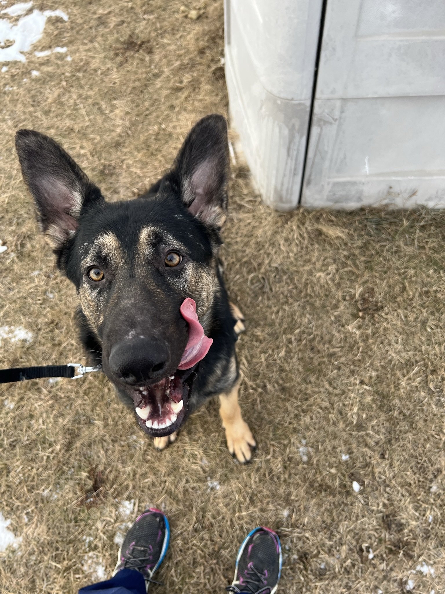 A happy black and tan dog with large ears looking up at the camera, tongue out, standing on dry grass near a gray structure.