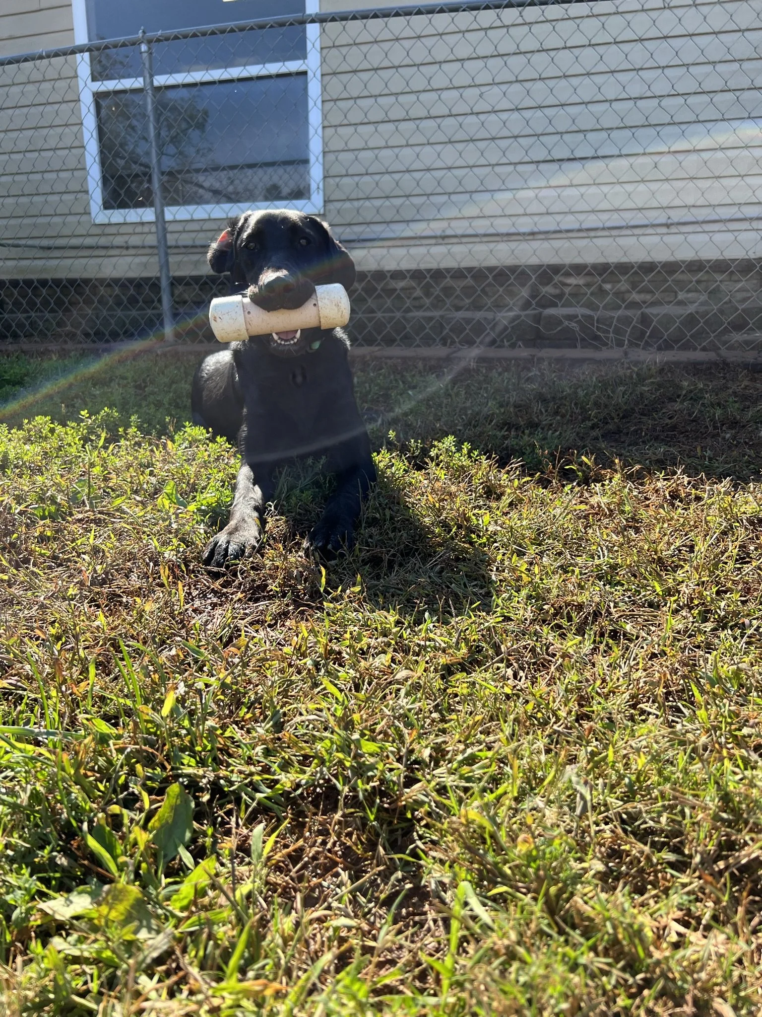 A black Labrador puppy with a bone in its mouth, lying on green grass with a house and window in the background.