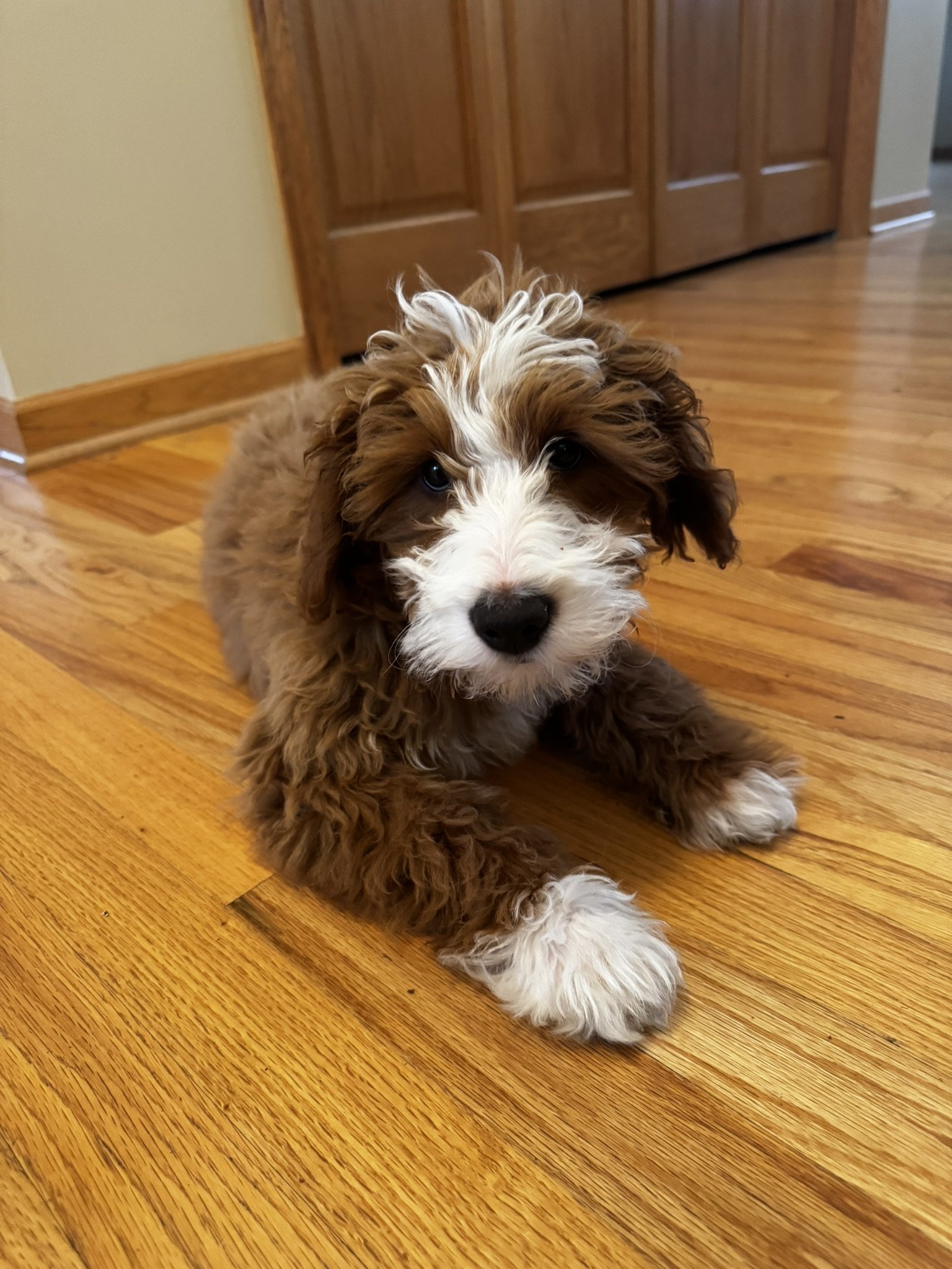 A cute brown and white fluffy puppy laying on a hardwood floor indoors.
