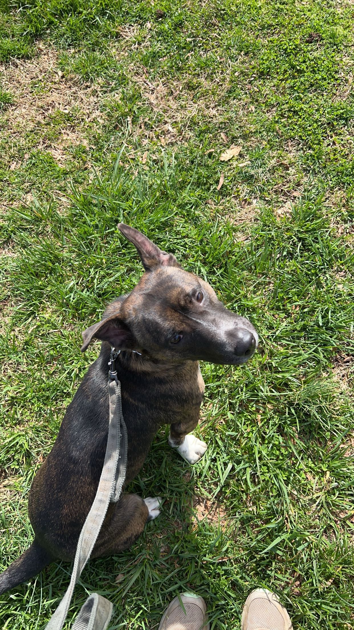 A young dog sitting on green grass, looking up with a tilted head. The dog has a brown and black coat with white paws, wearing a collar and leash.