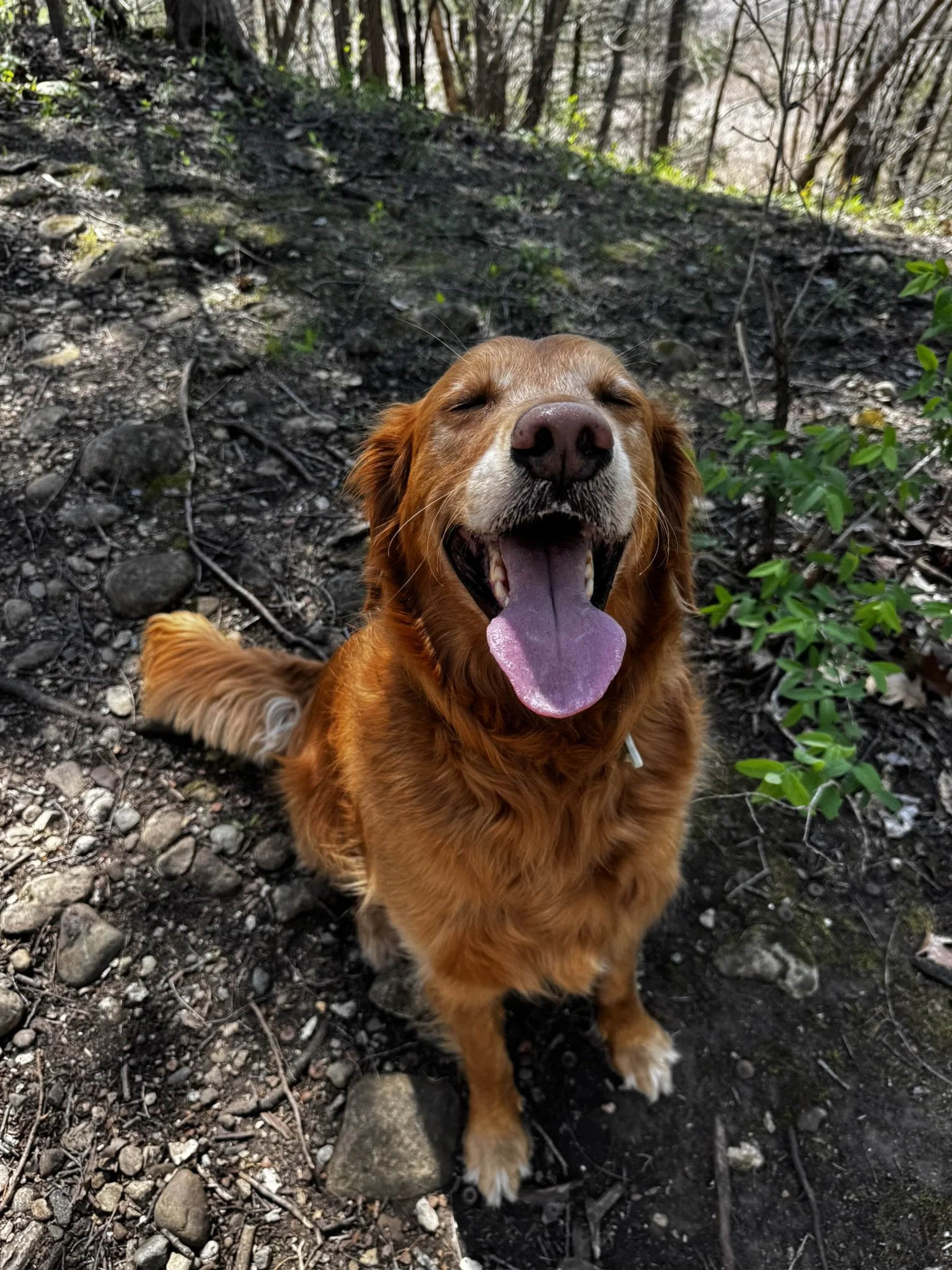 A happy golden retriever sitting on a dirt trail in a wooded area, smiling with eyes closed and tongue out.