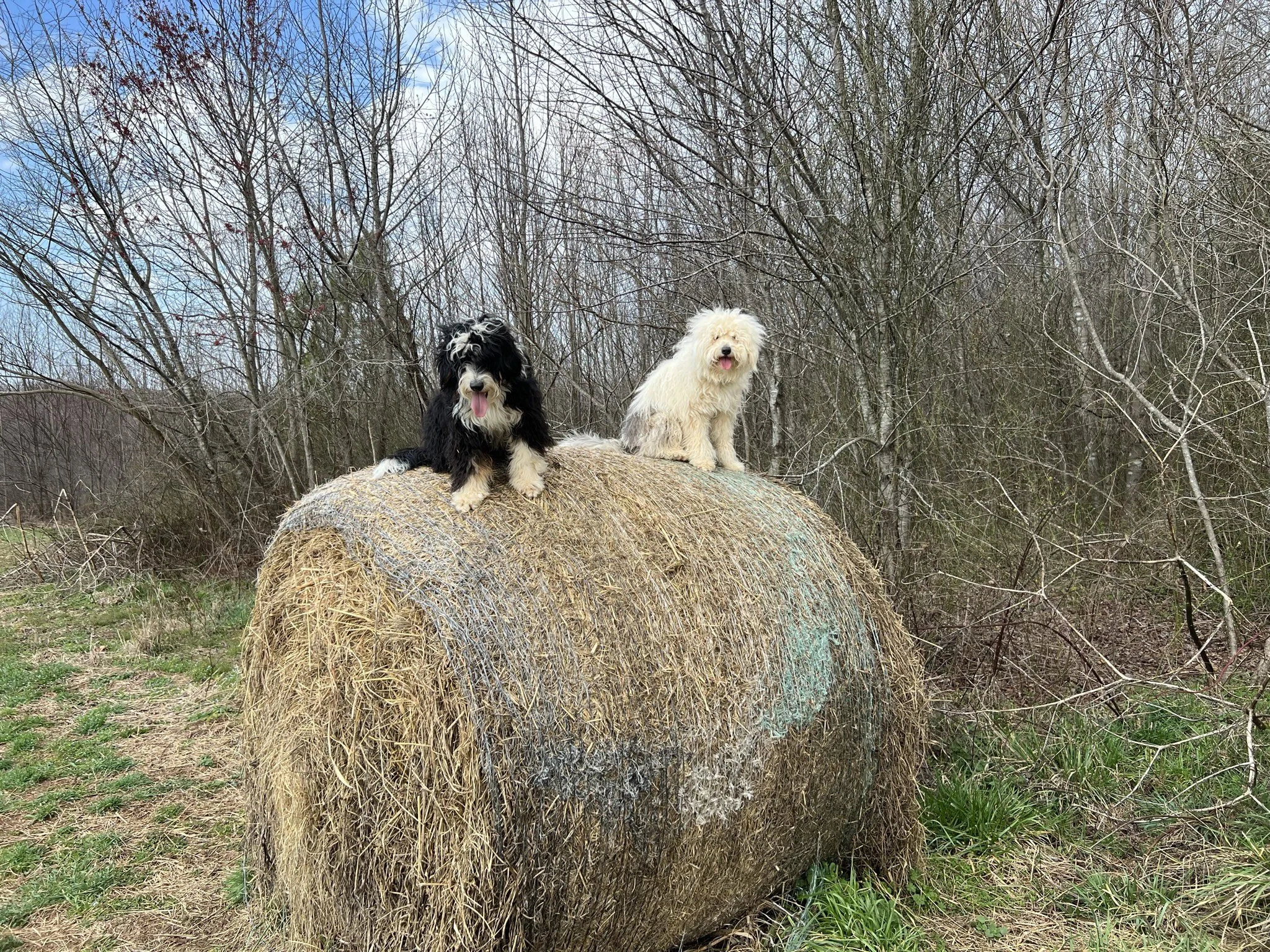 Two fluffy dogs, one black and white and the other cream-colored, sitting on top of a large round hay bale in an outdoor setting with leafless trees in the background.