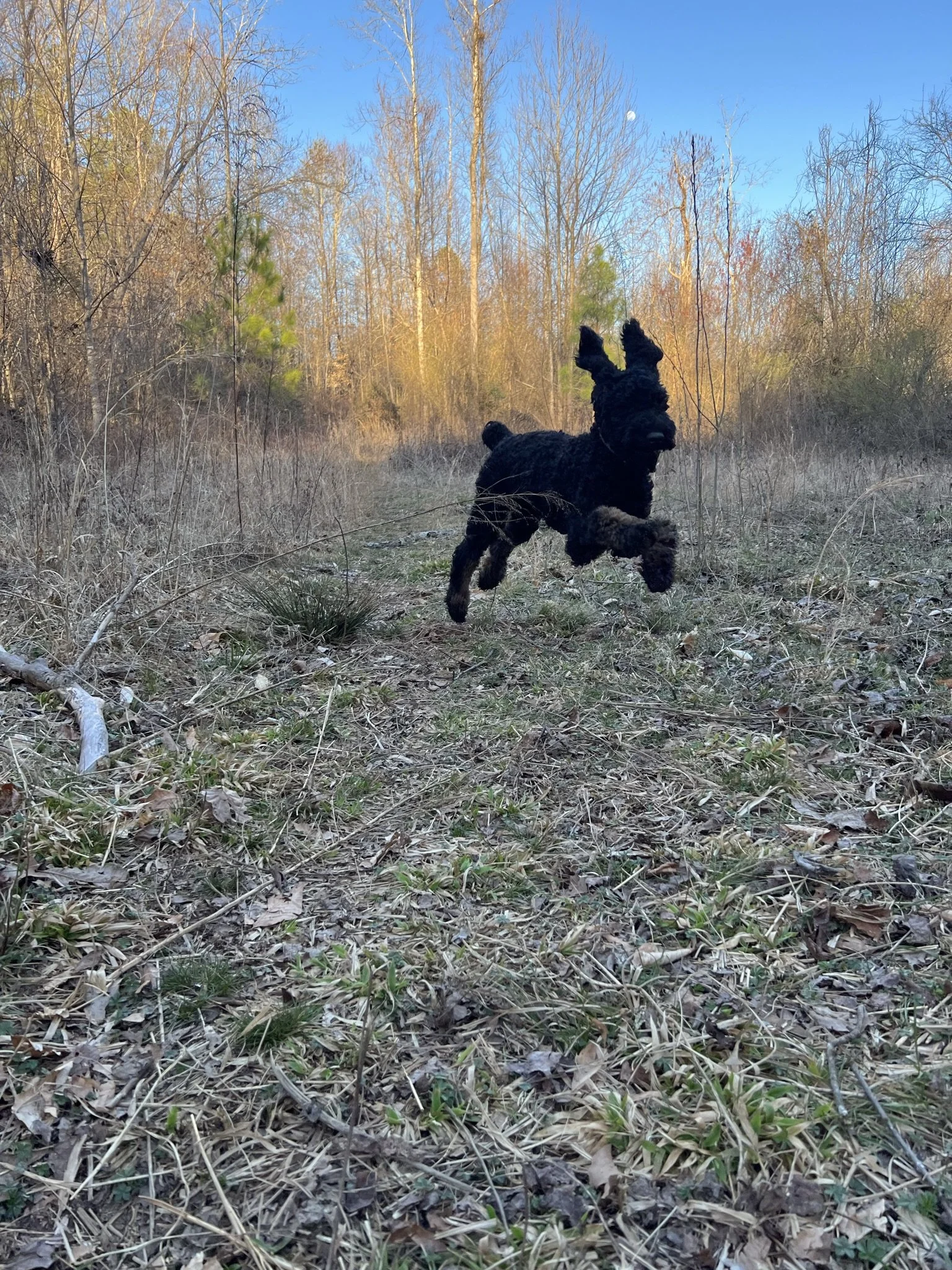 A black dog, possibly a poodle, running through a dry, leaf-covered clearing in a wooded area on a clear day with blue sky and a full moon visible overhead.