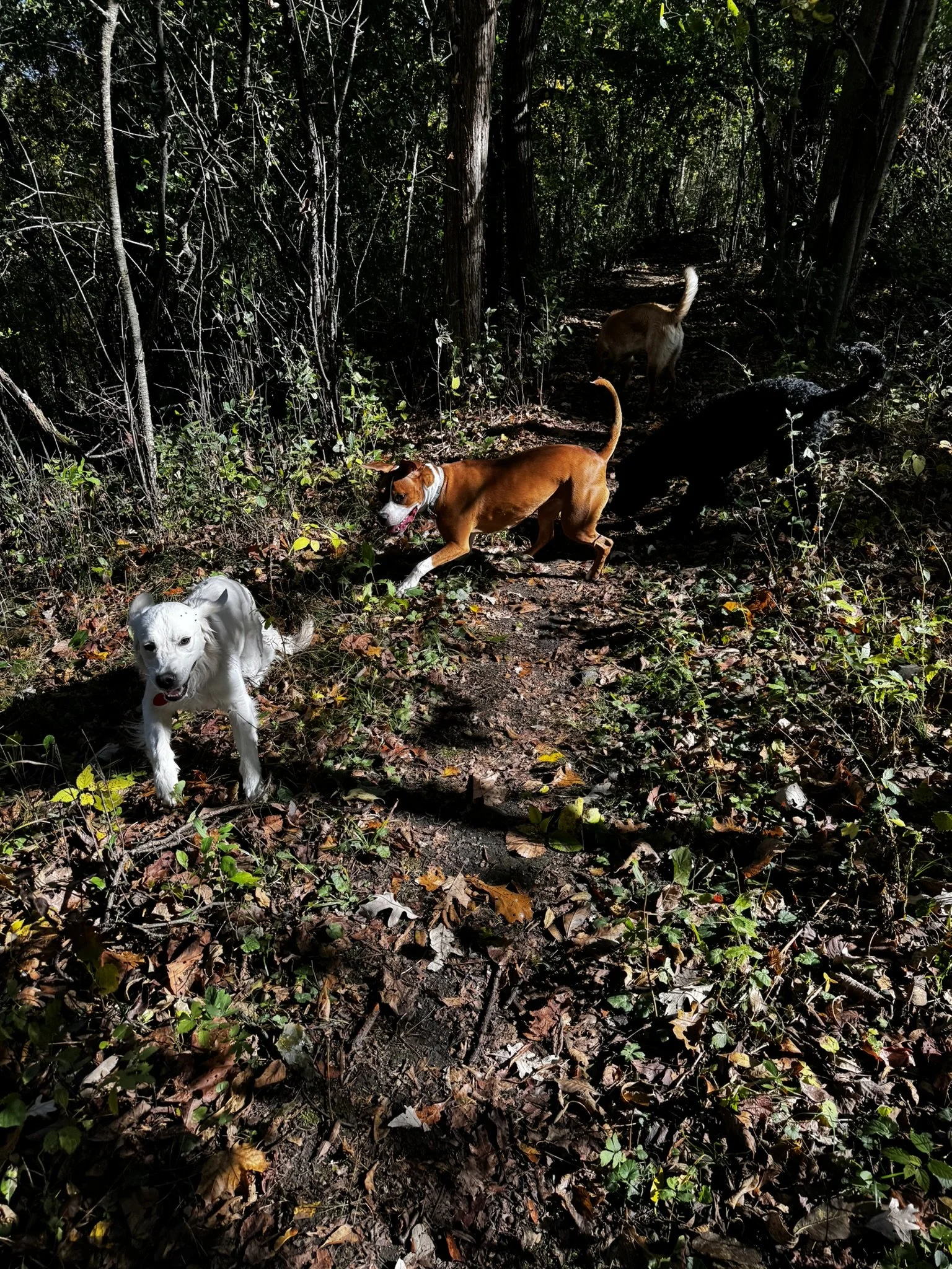 Three dogs running on a trail through a forested area, with trees and foliage all around.
