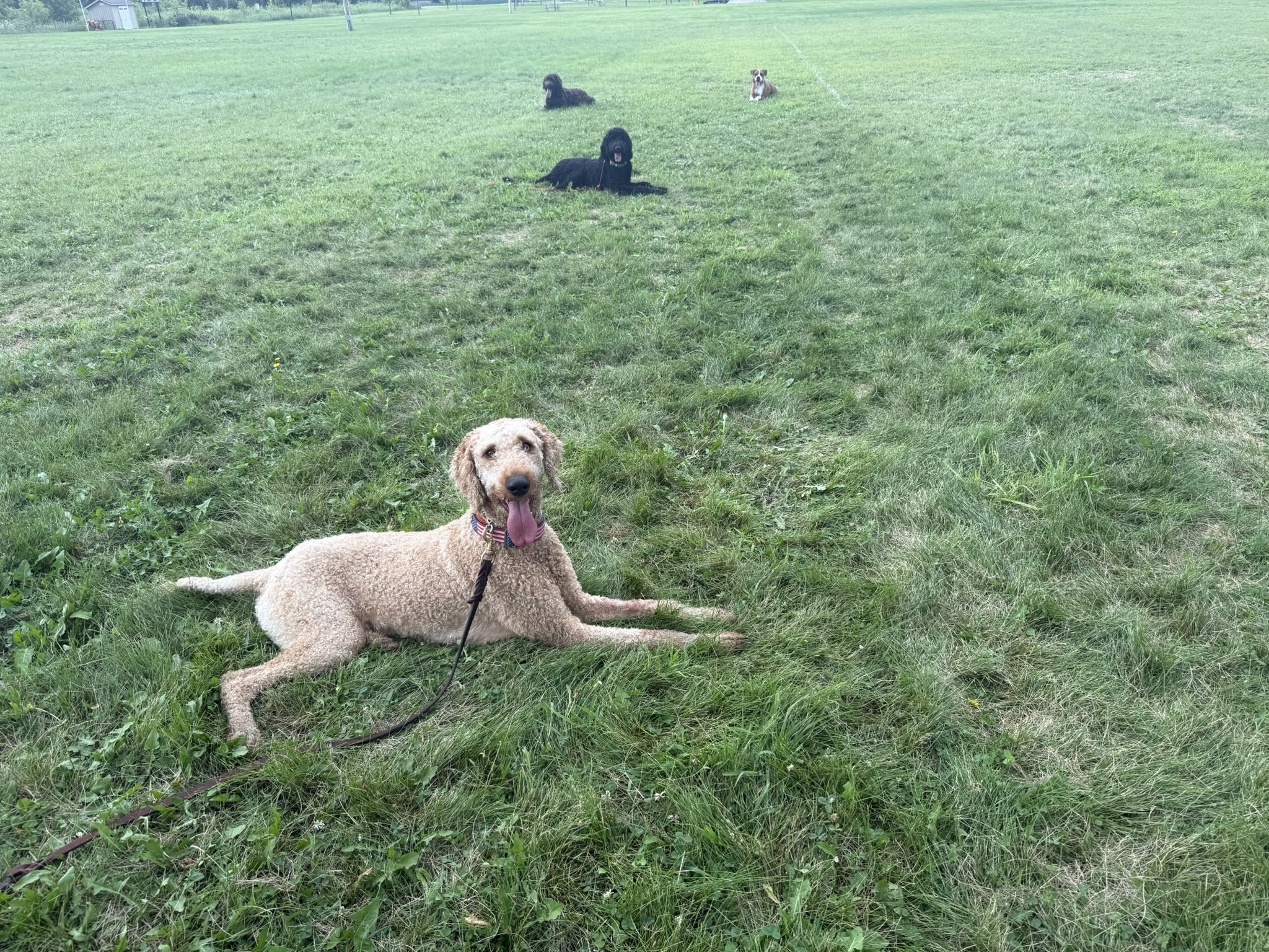 A light brown curly-haired dog lying on grass in the foreground, with three other dogs of different breeds sitting on the grass in the background of a park.