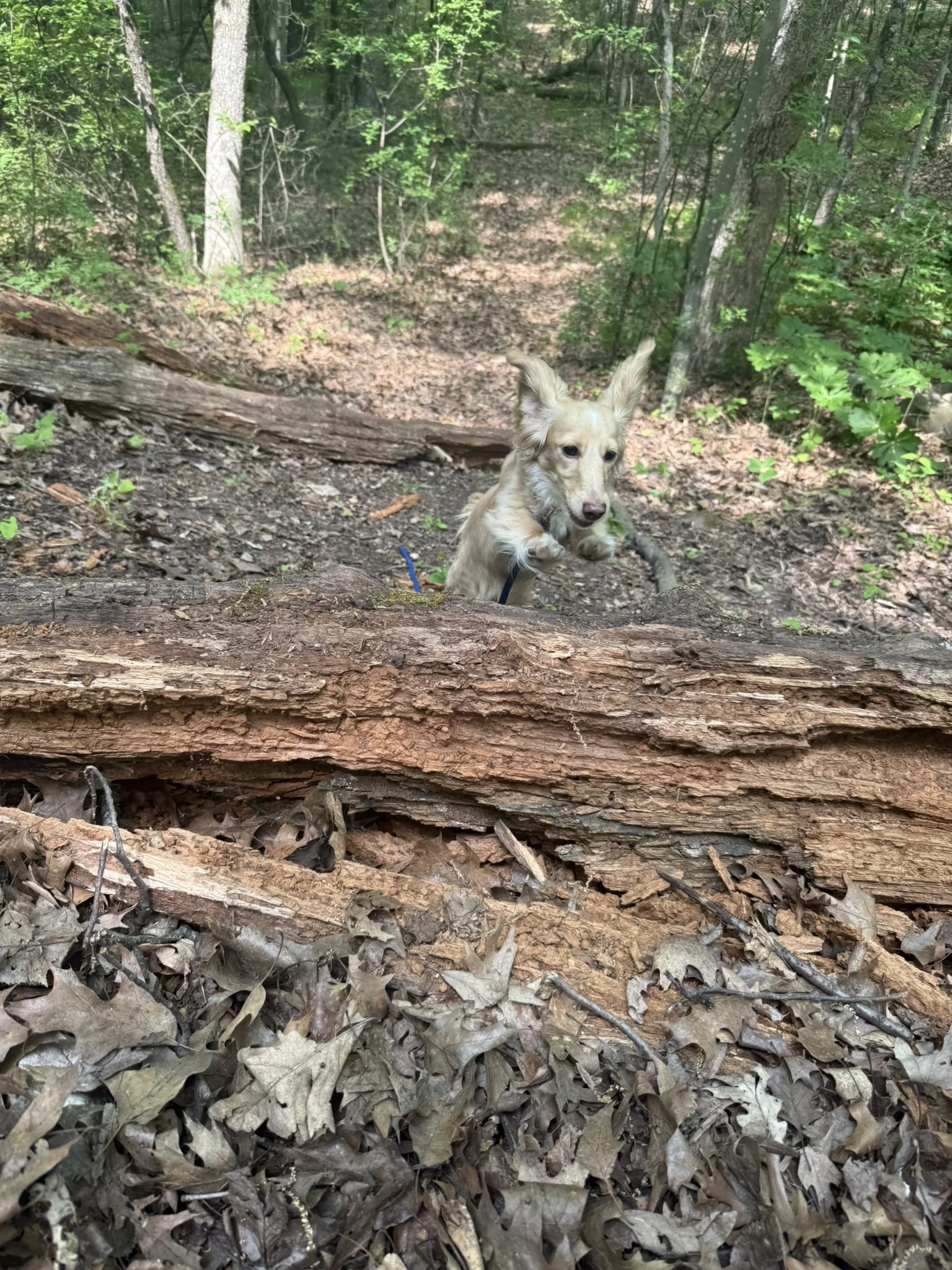 A dog in a forest, lying on the ground next to a fallen tree trunk, surrounded by leaves and trees.