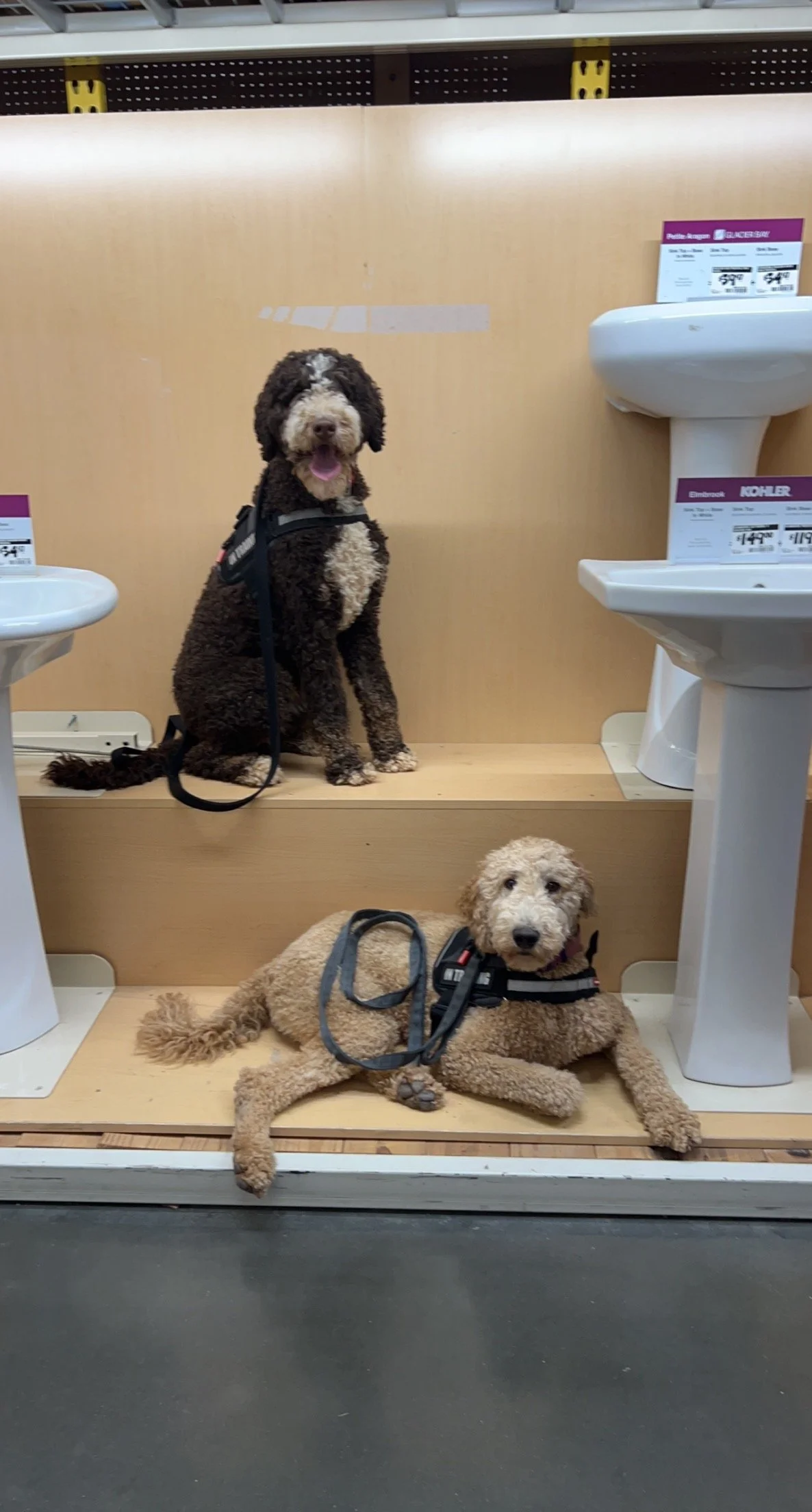 Two dogs with service vests inside a home improvement store, with one sitting on a raised platform and the other lying on the floor next to sinks.