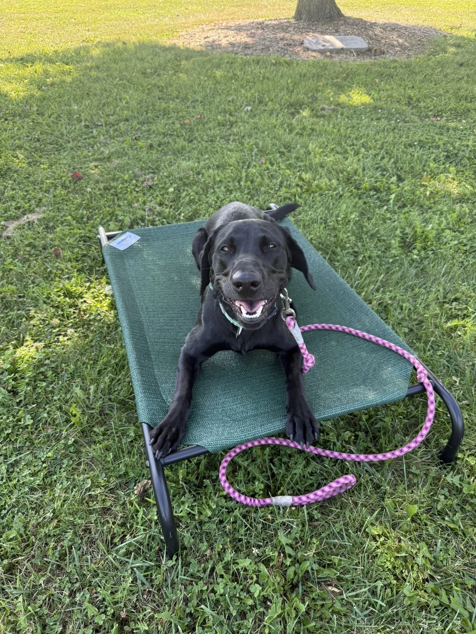 A happy black puppy with floppy ears laying on a green outdoor lounge chair on grass.