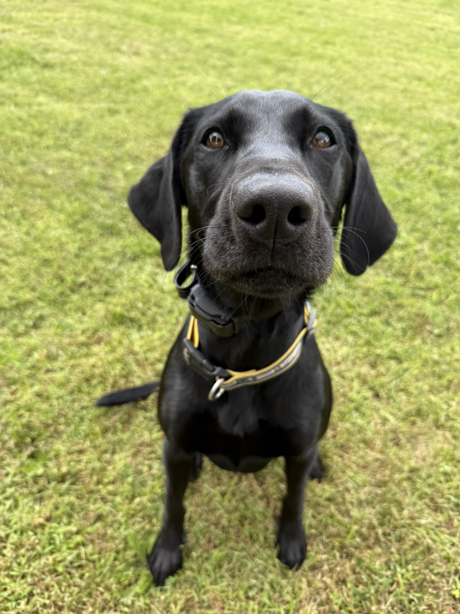 Close-up of a black Labrador Retriever sitting on green grass, looking directly at the camera.