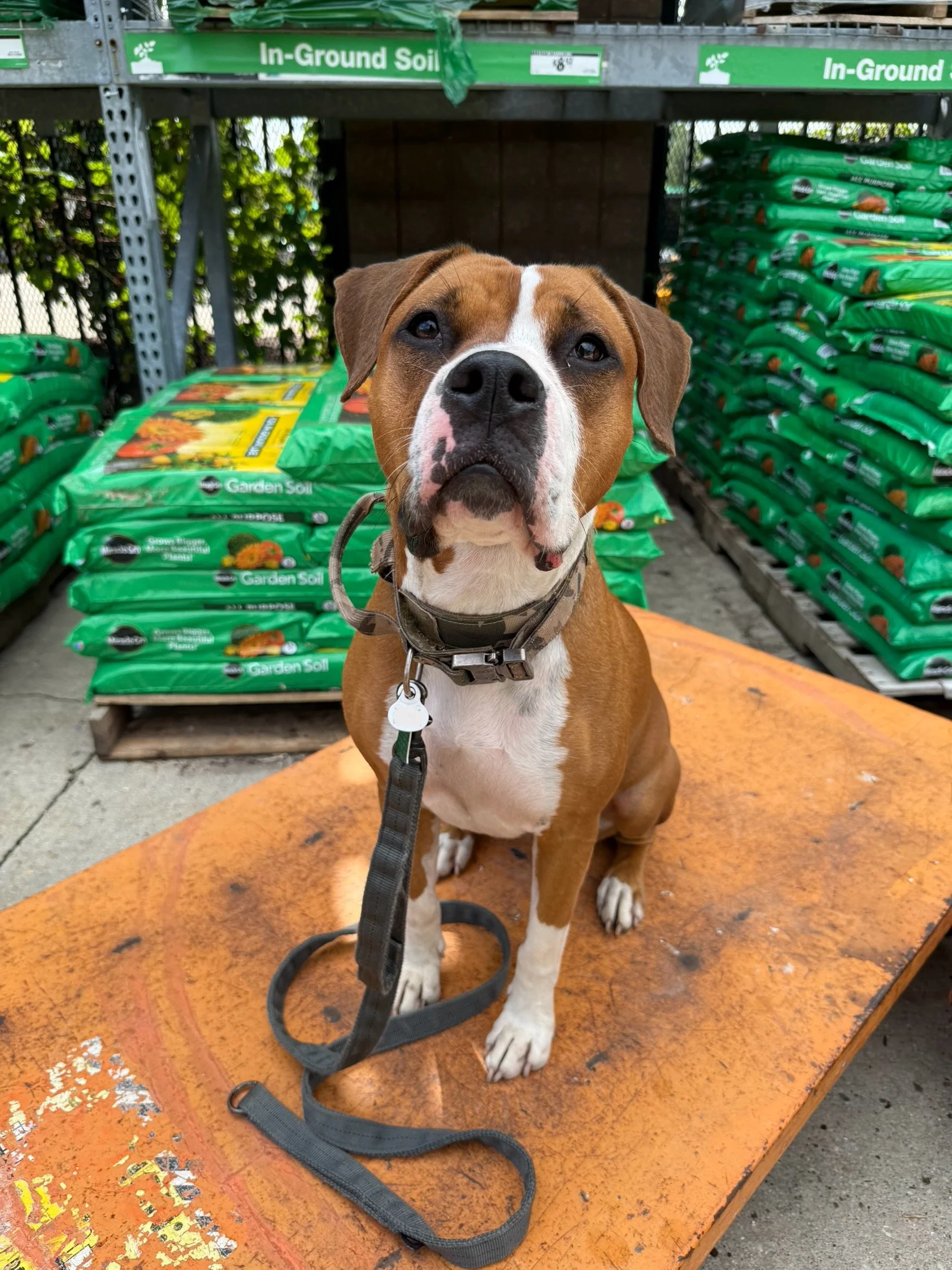 Dog sitting on a wooden table in a garden center or store, with bags of garden soil stacked behind it.