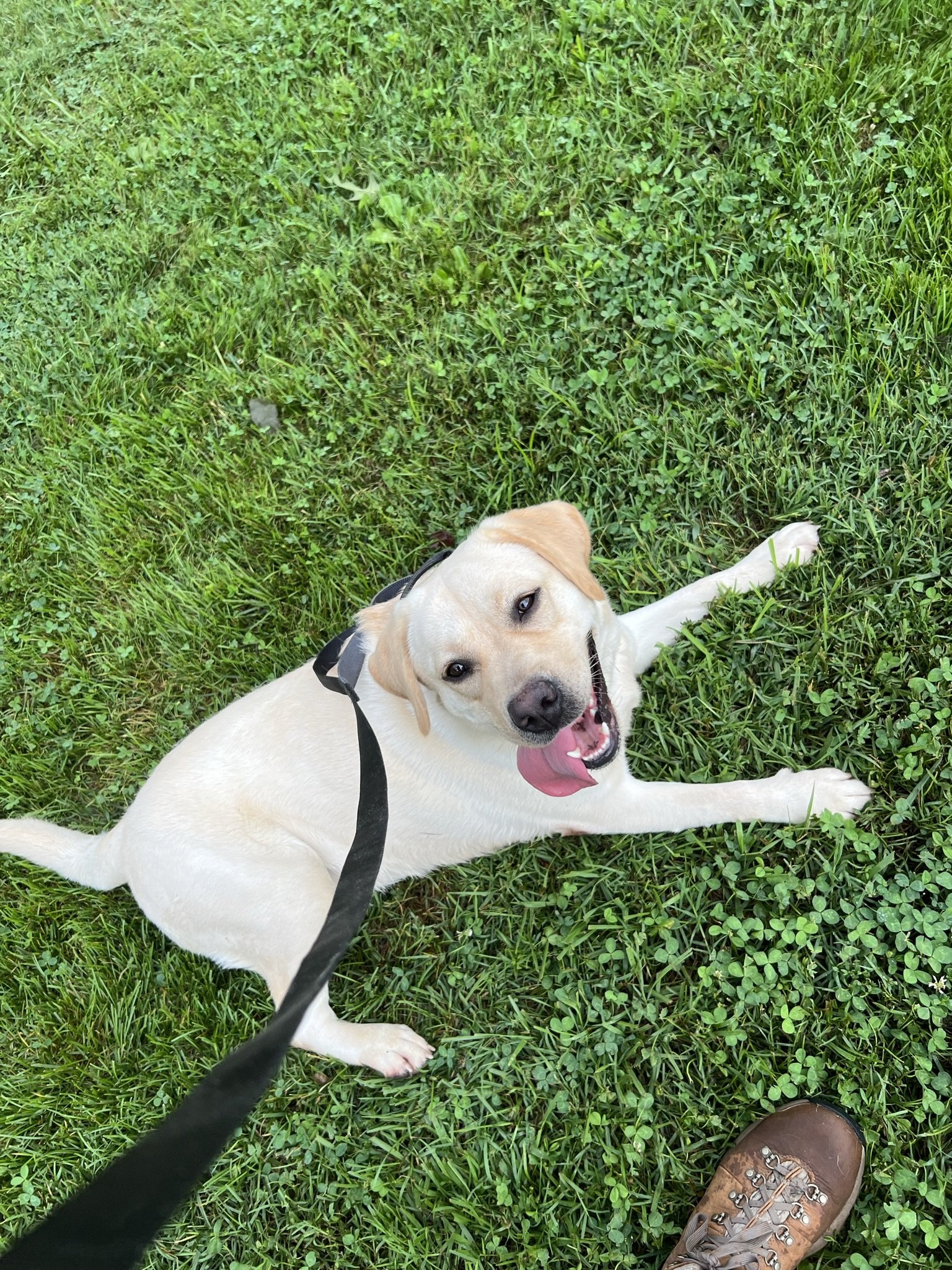 Labrador Retriever lying on green grass, looking up at the camera with its tongue out, wearing a black collar, and a person's shoe visible at the bottom of the image.