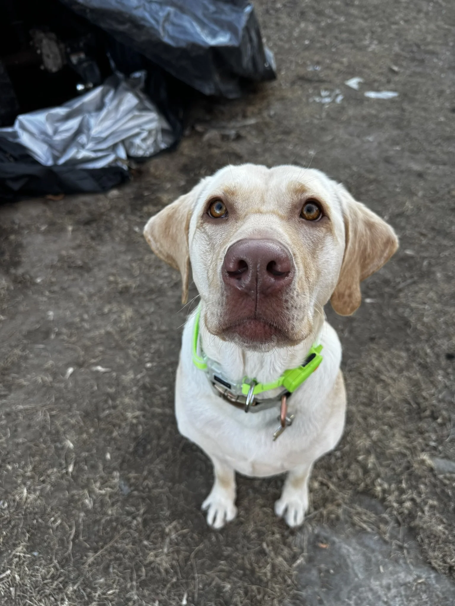Close-up of a yellow Labrador Retriever sitting on dirt ground, looking up at the camera with amber eyes. The dog wears a green collar with a reflective strip and a metal tag. In the background, there are black and silver garbage bags on the ground.