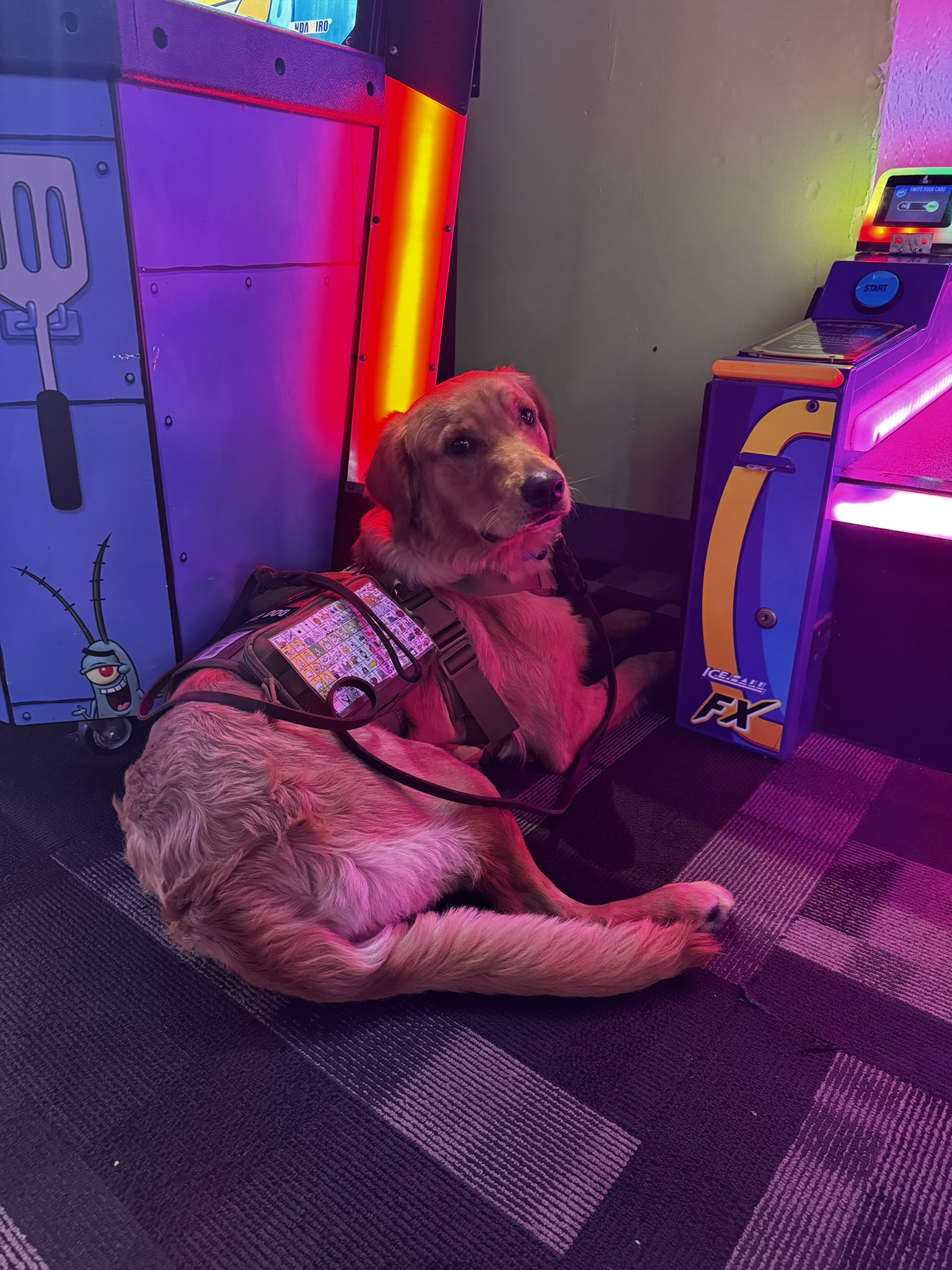 Golden retriever lying on patterned carpet in an arcade, wearing a service dog vest with a patch and a harness, surrounded by bright colorful arcade machines.