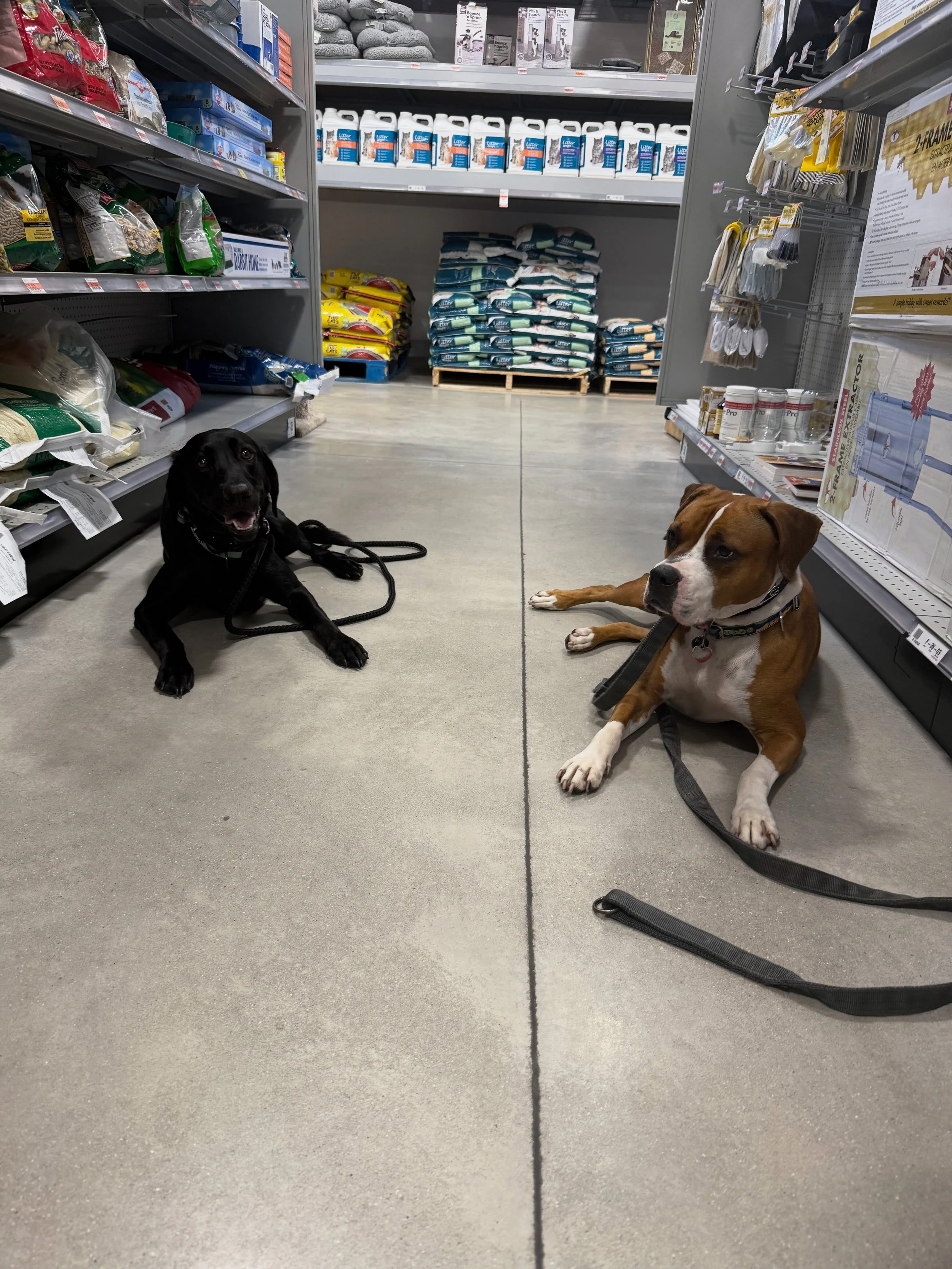 Two dogs lying on the grocery store floor, surrounded by shelves with pet products and supplies.