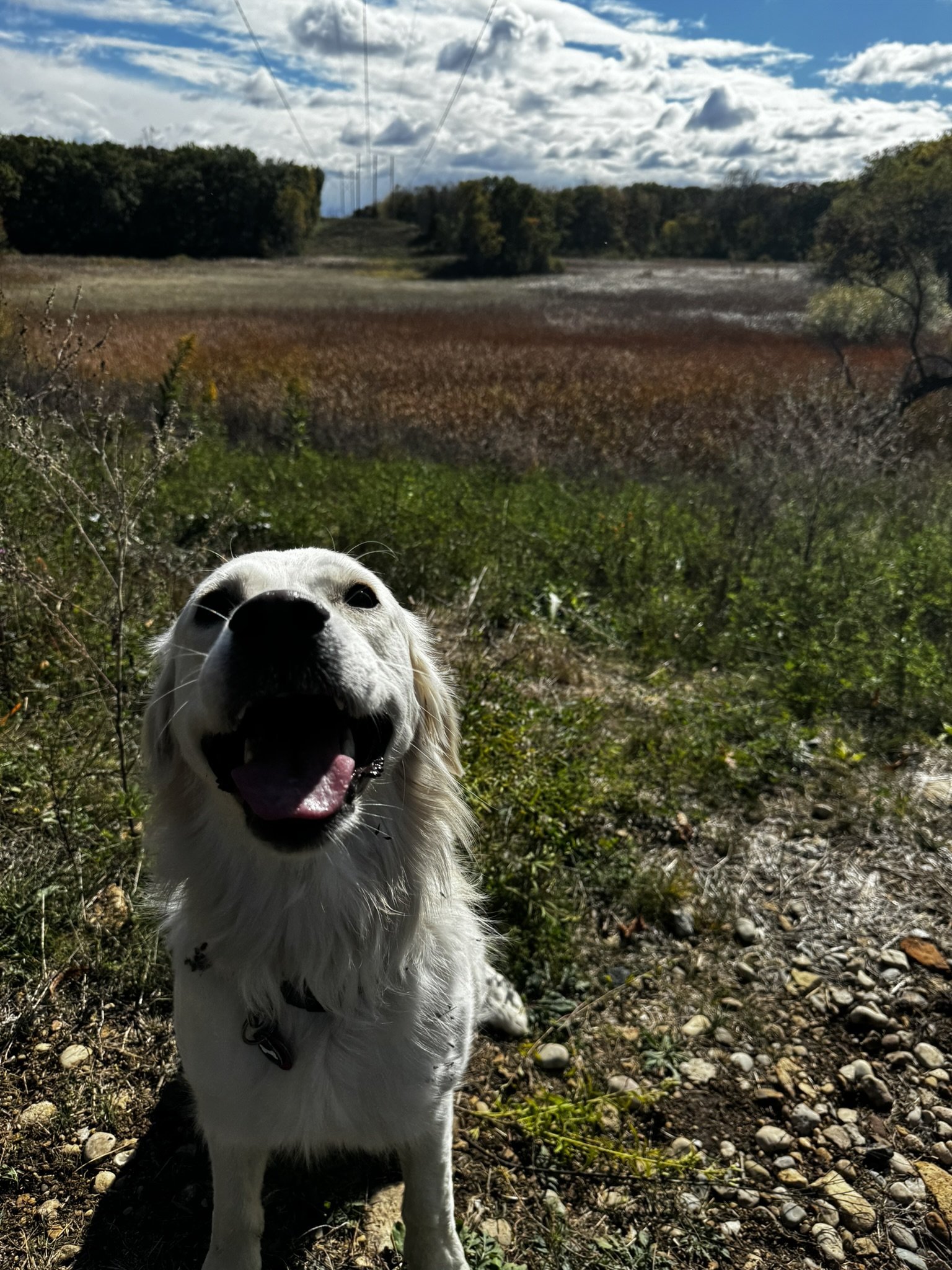 Happy white dog smiling outdoors on a trail with a scenic field, trees, and cloudy sky in the background.